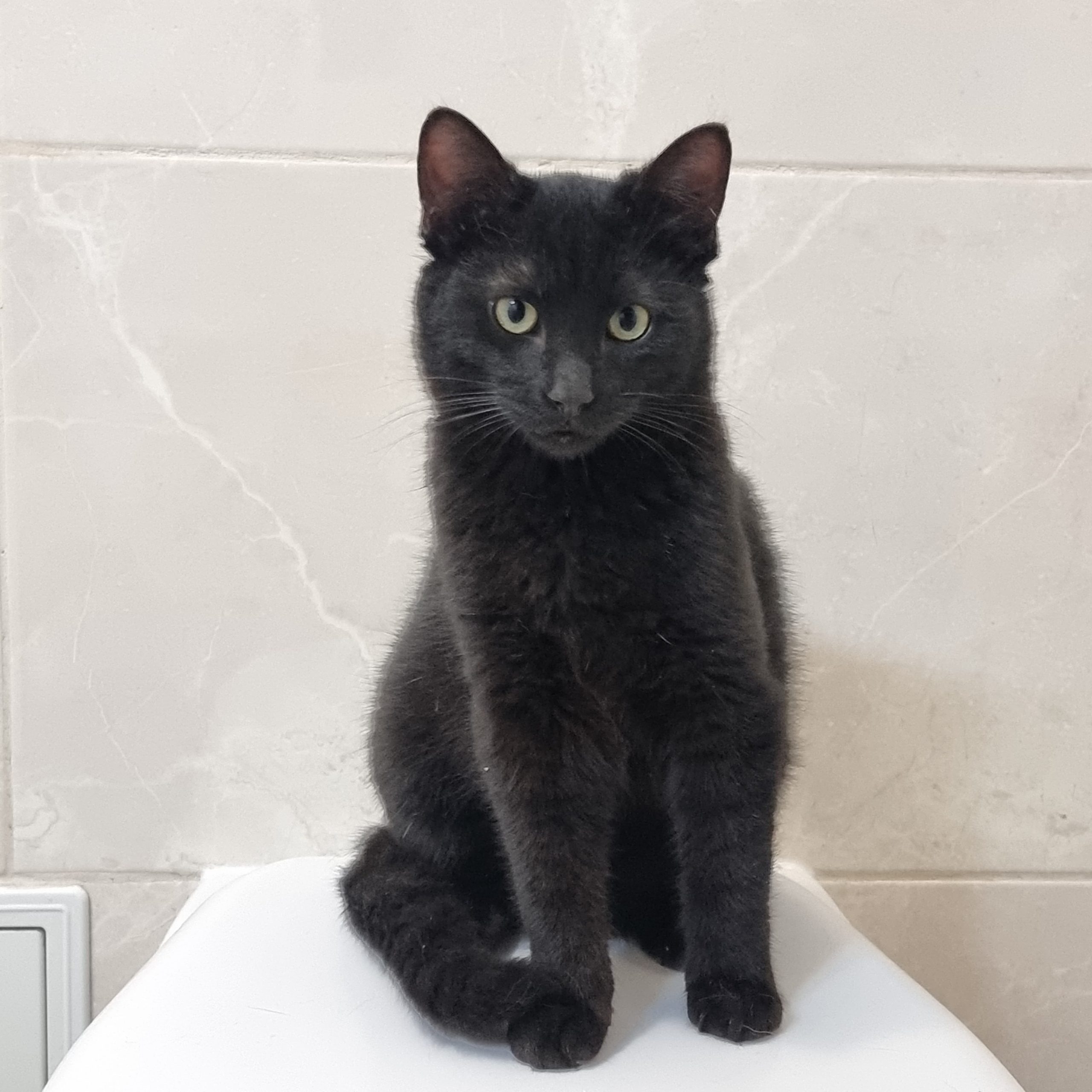 Puiut negru in cautare de familie
