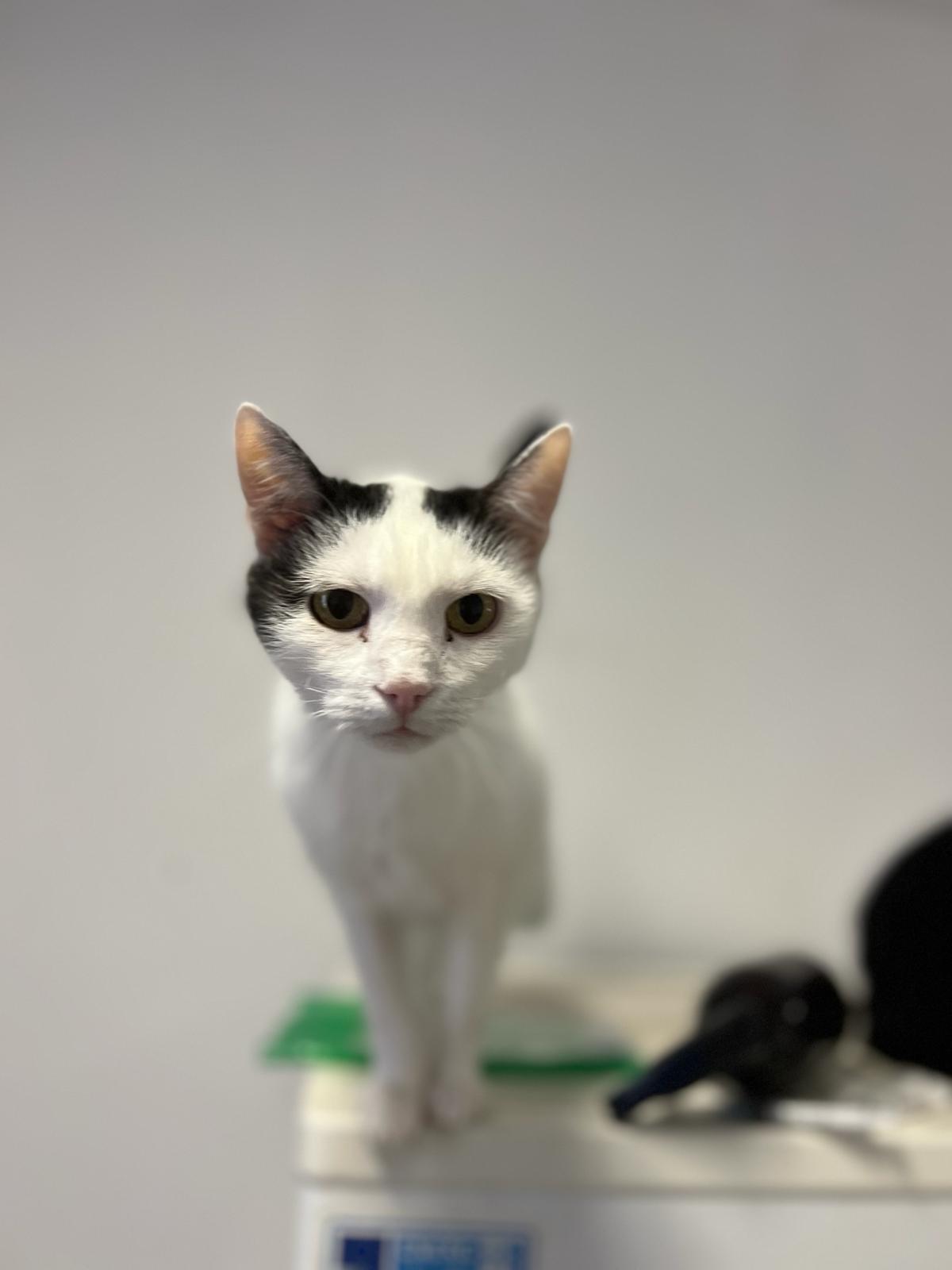 Maya
