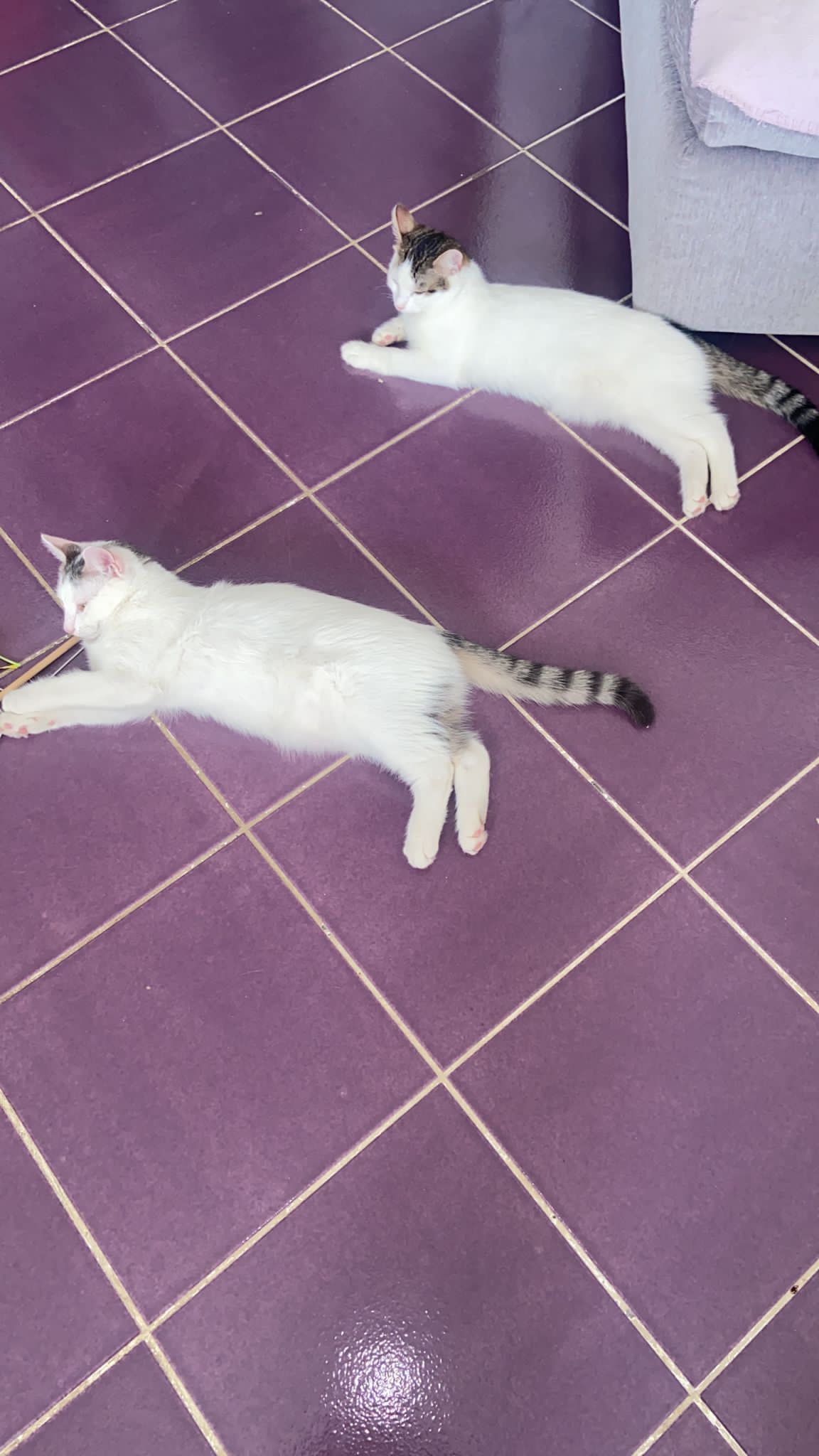 2 pisoiaşi albi