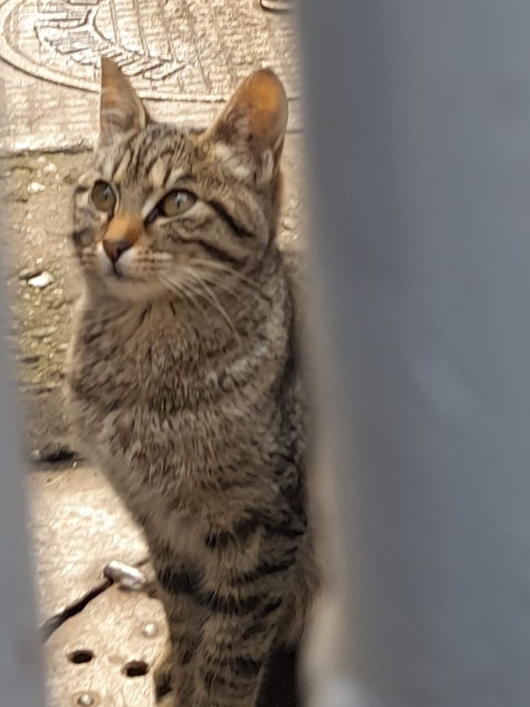 Puiandra foarte blanda pentru adoptie