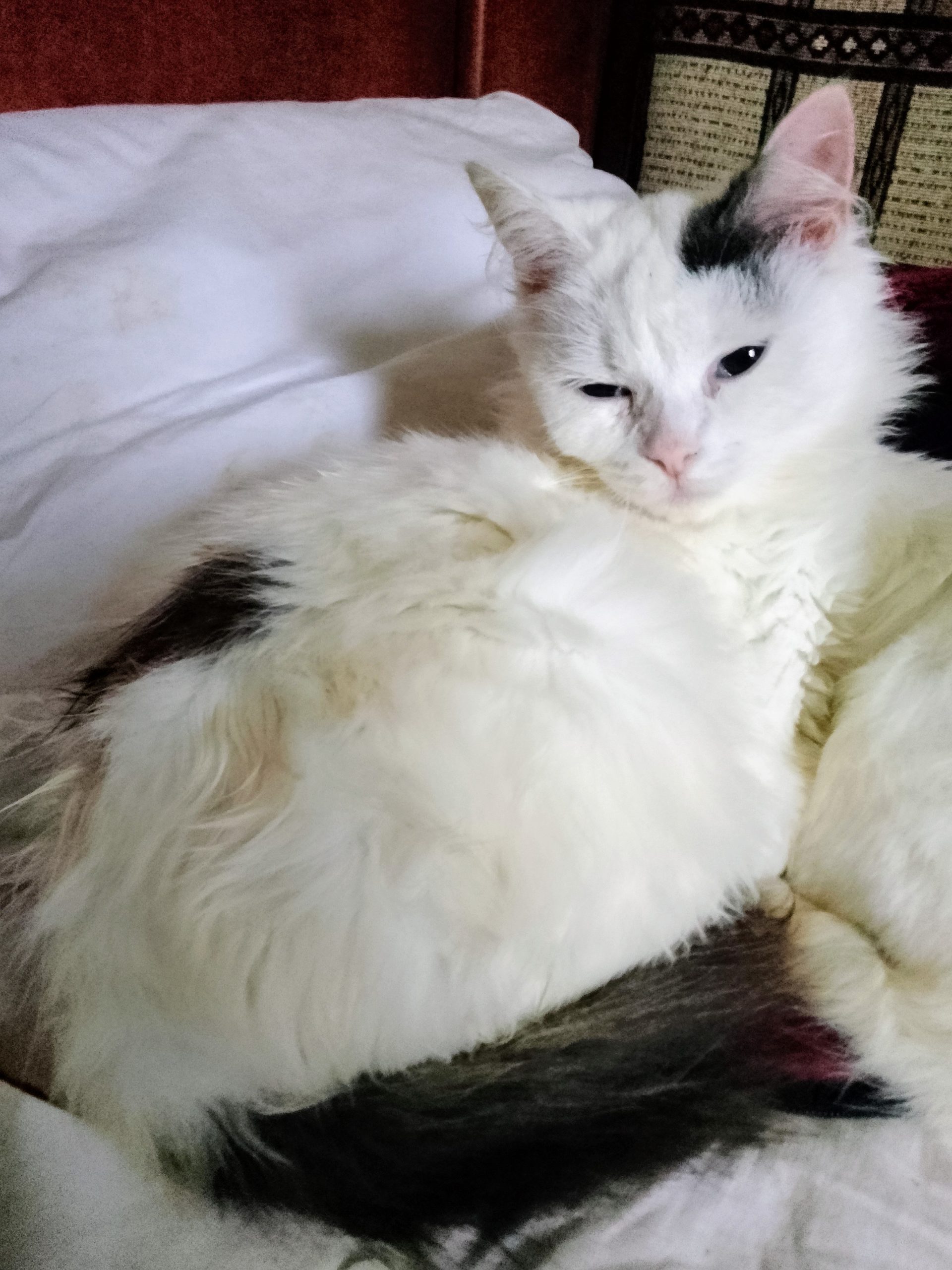 Pui angora turceasca bicolor
