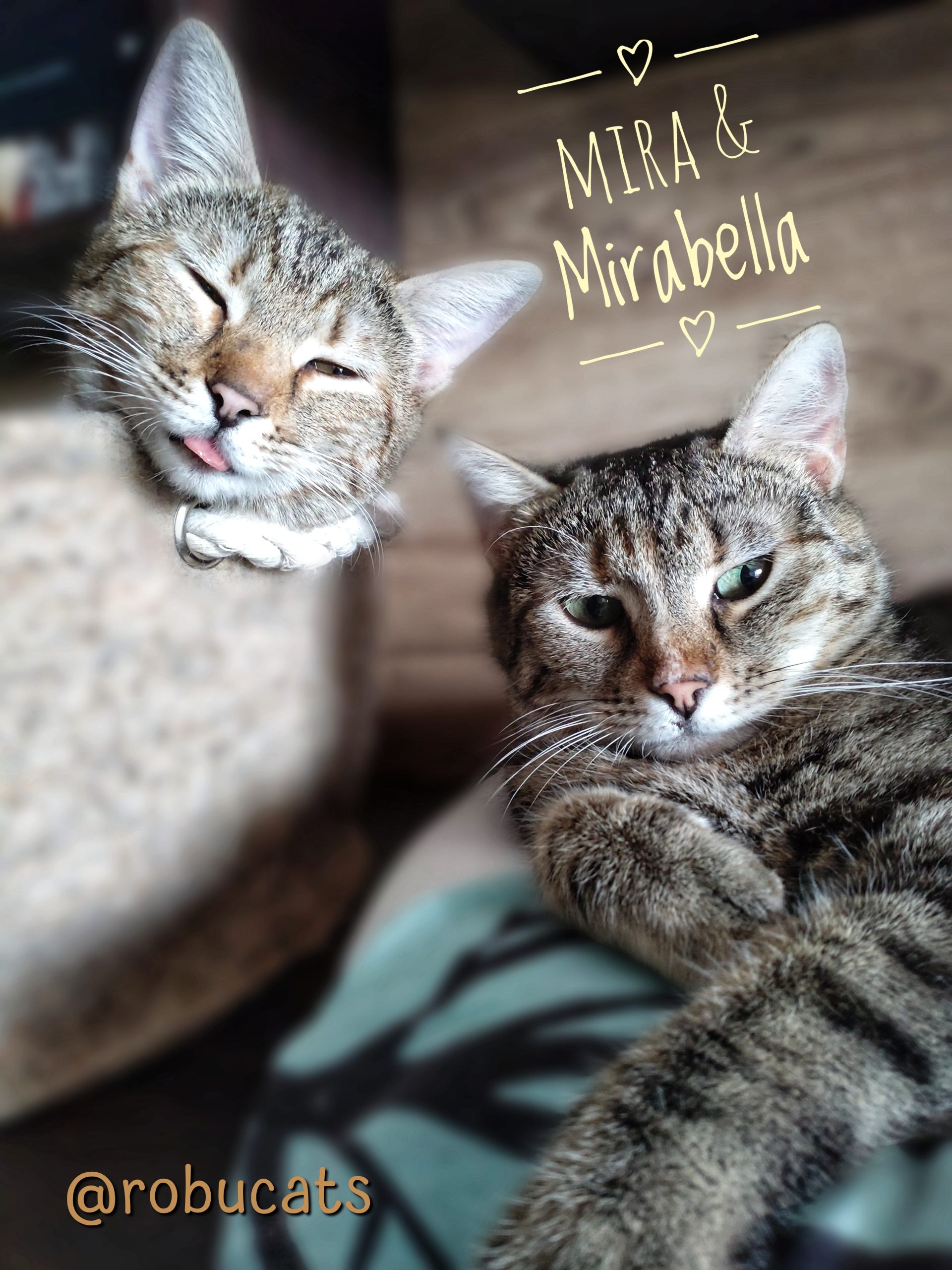Două pisicuțe adorabile mamă și fiică