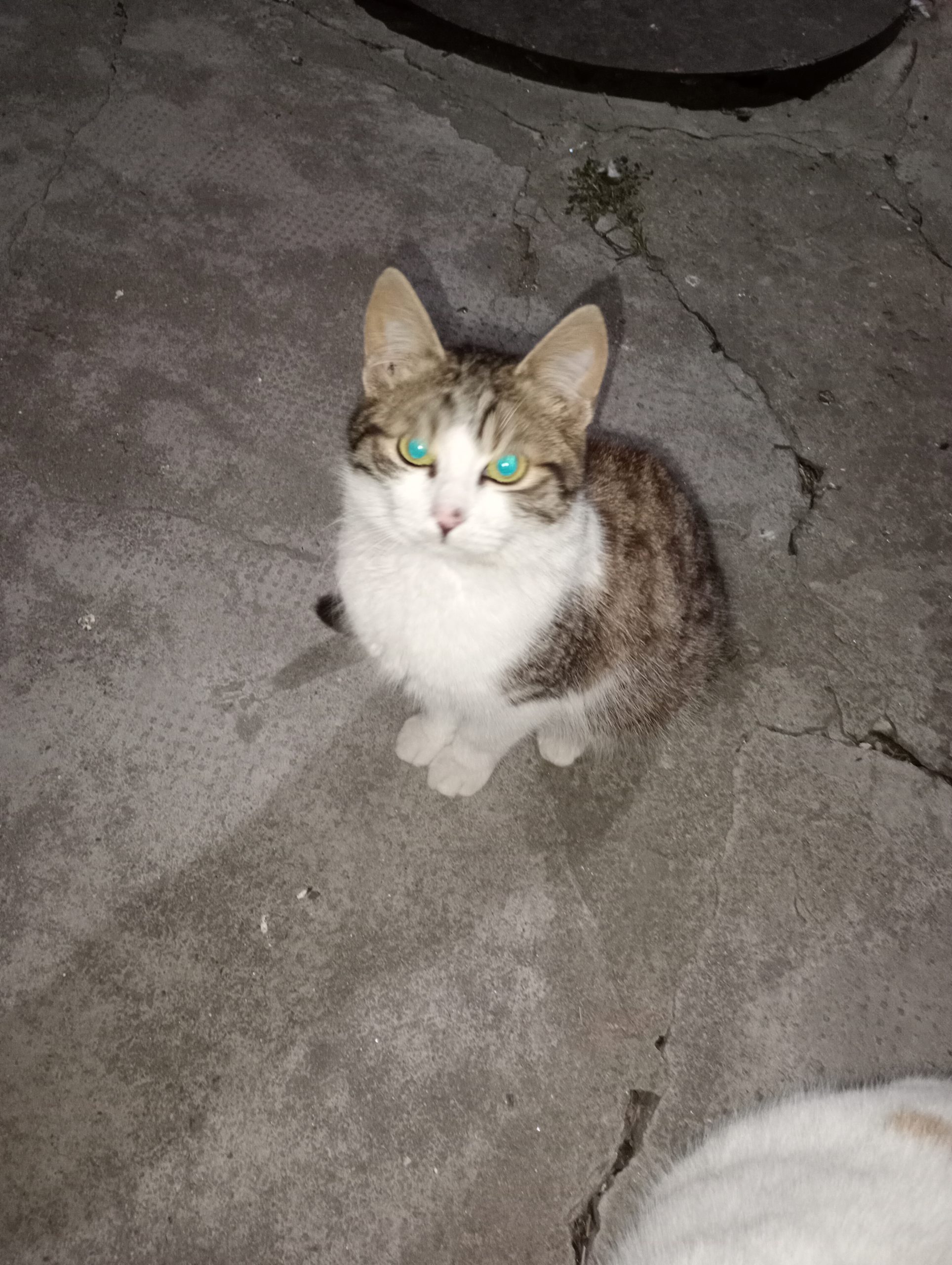 Suntem 3 motăneii și o pisicuță care își caută o familie
