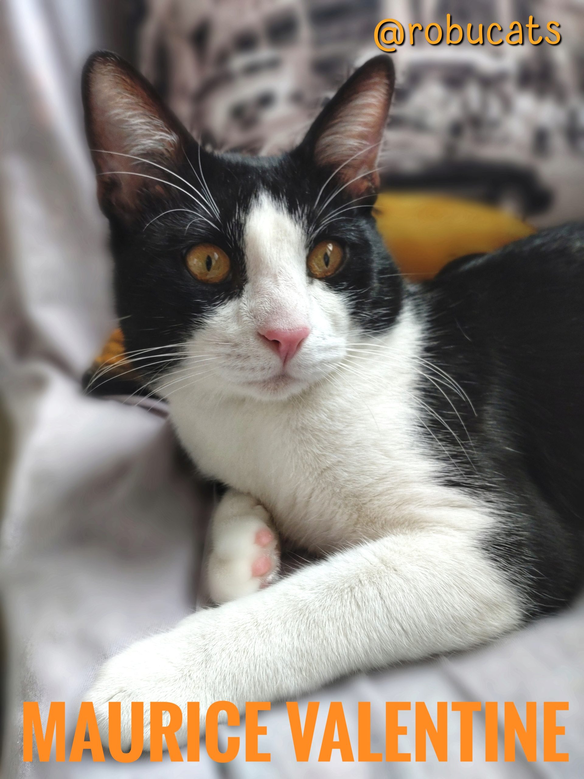 Junior tuxedo super blând și iubitor