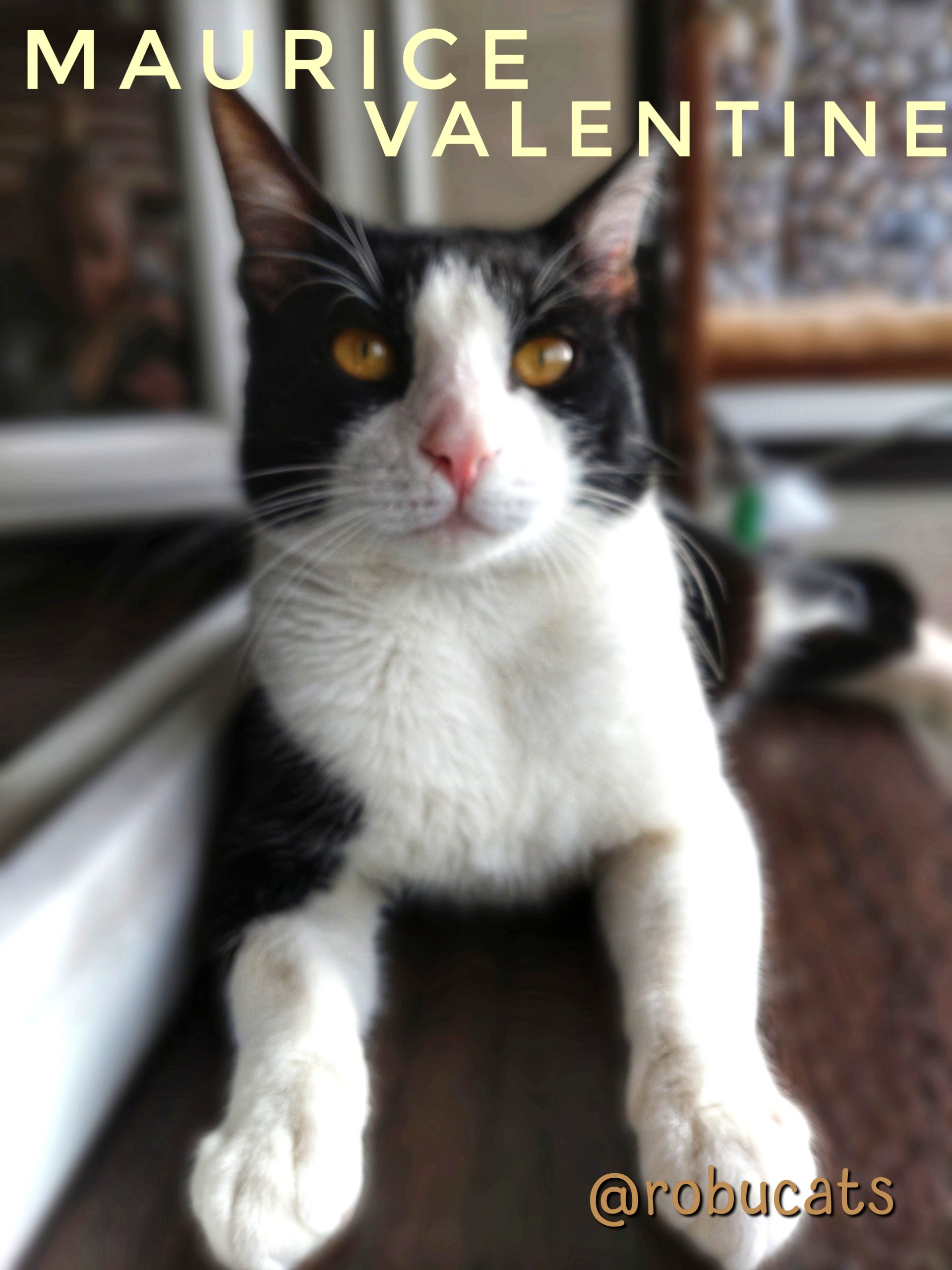 Junior tuxedo super blând și iubitor