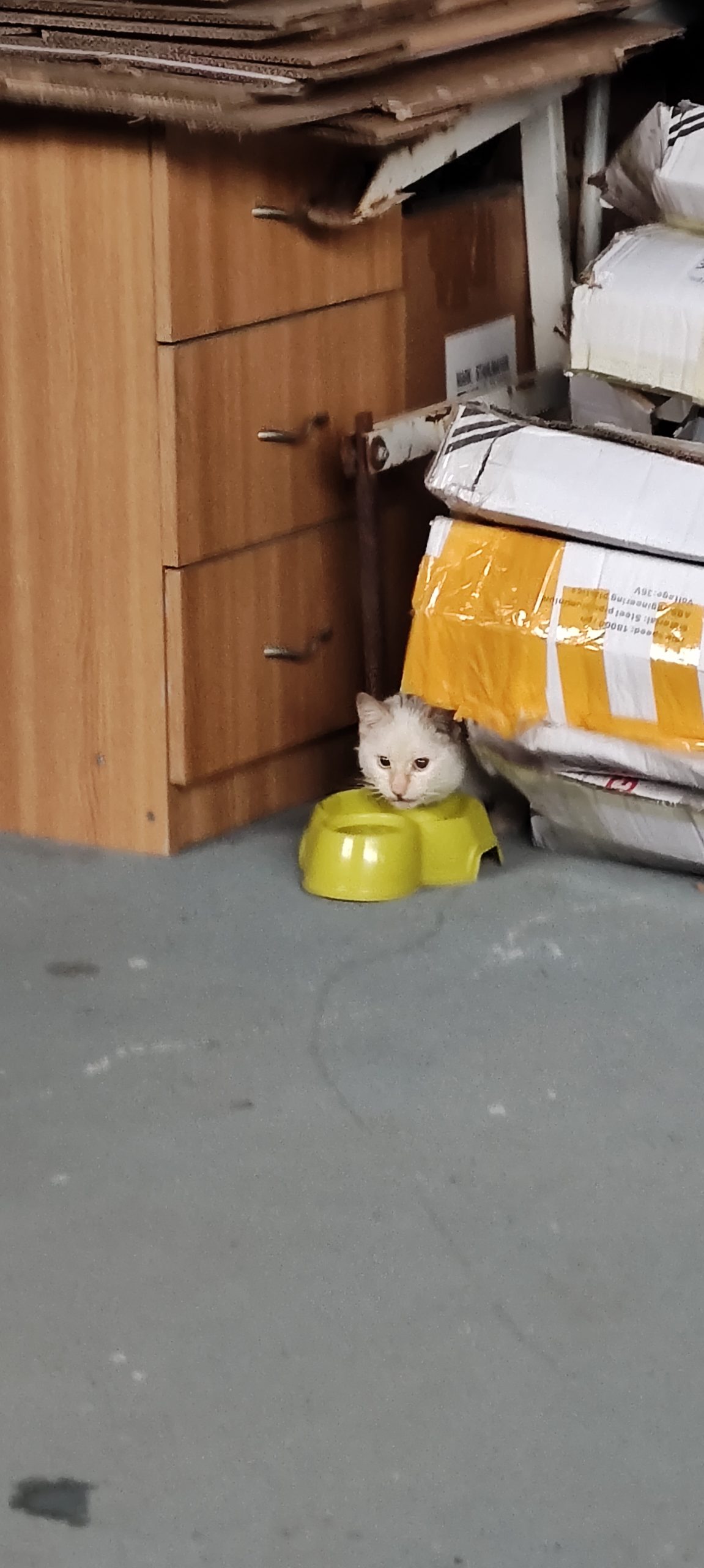 Pufii își caută o casuta