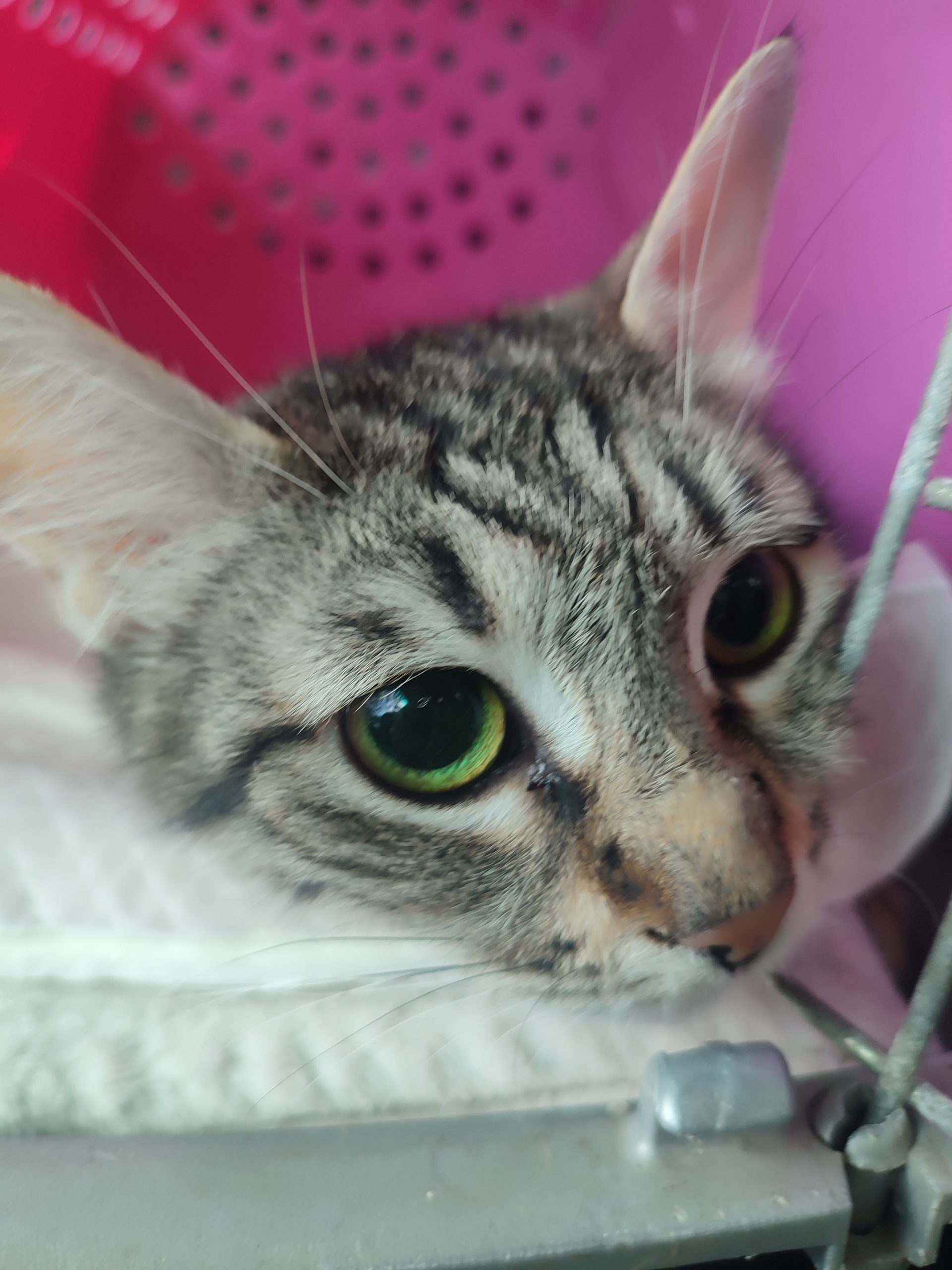 Tigruta superbă , tânără și sterilizată!