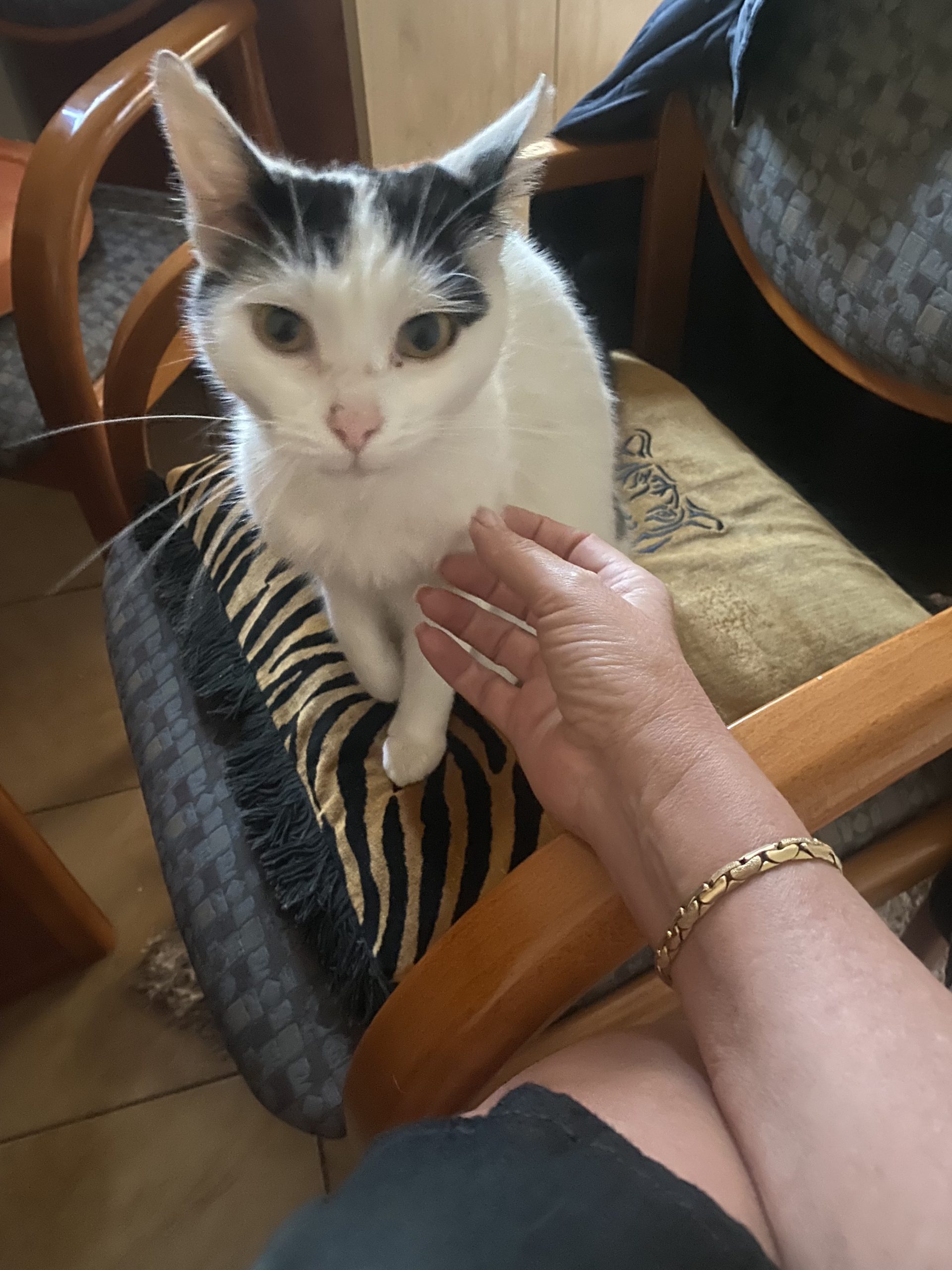 Caută o nouă familie
