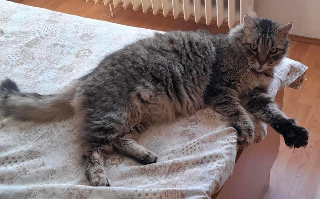 Ove pentru adoptie