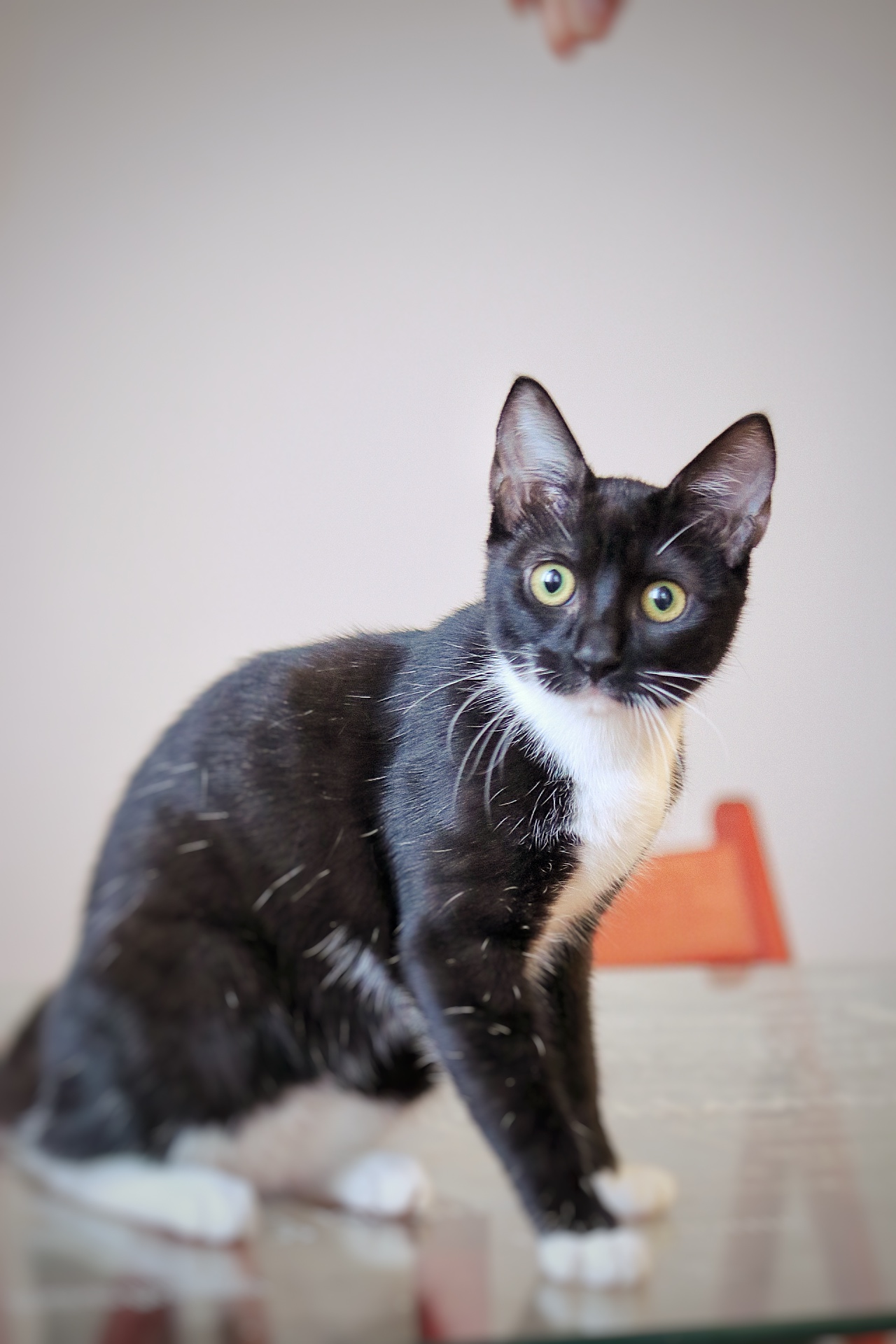 MUKI