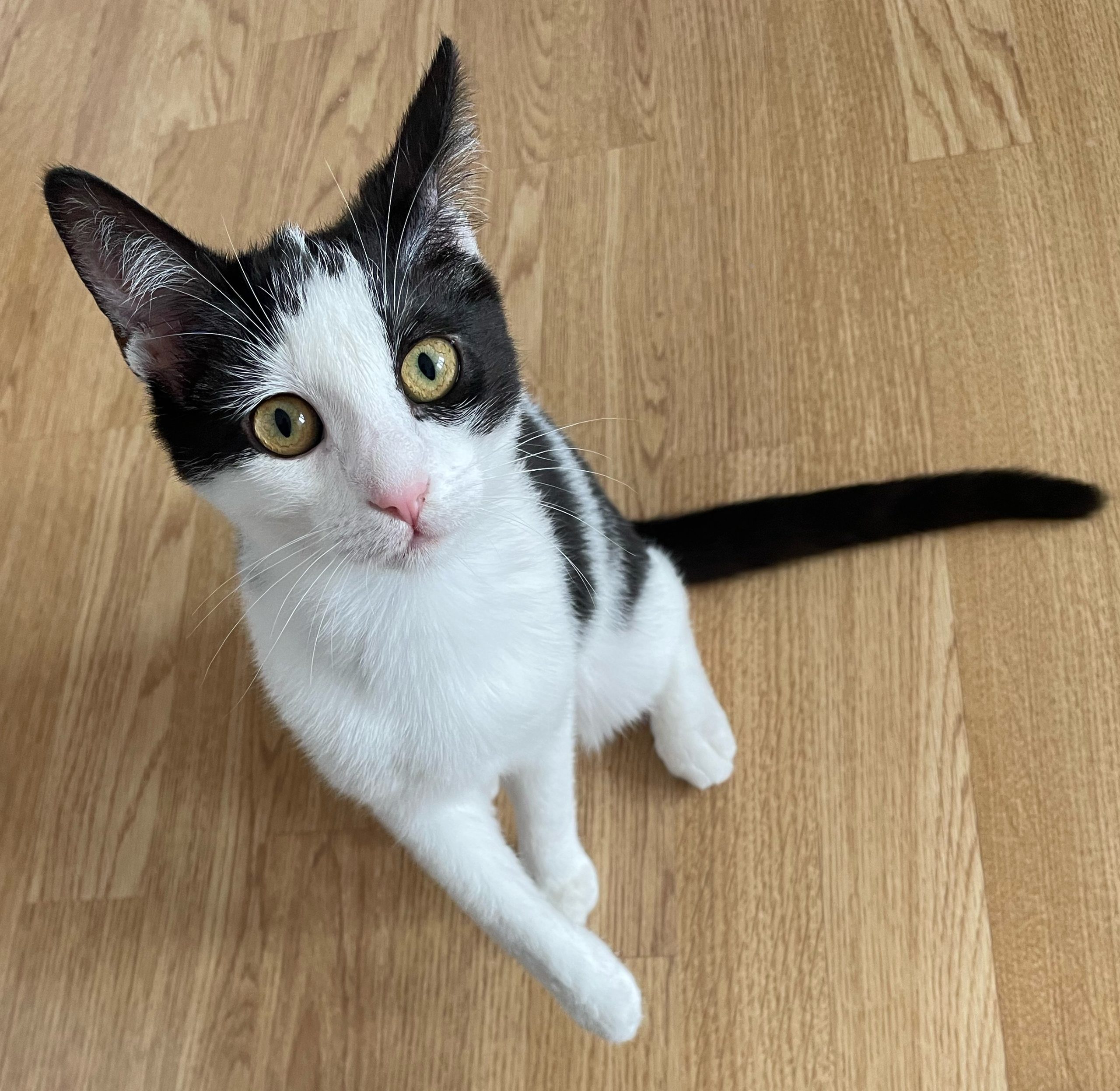 fetita tuxedo