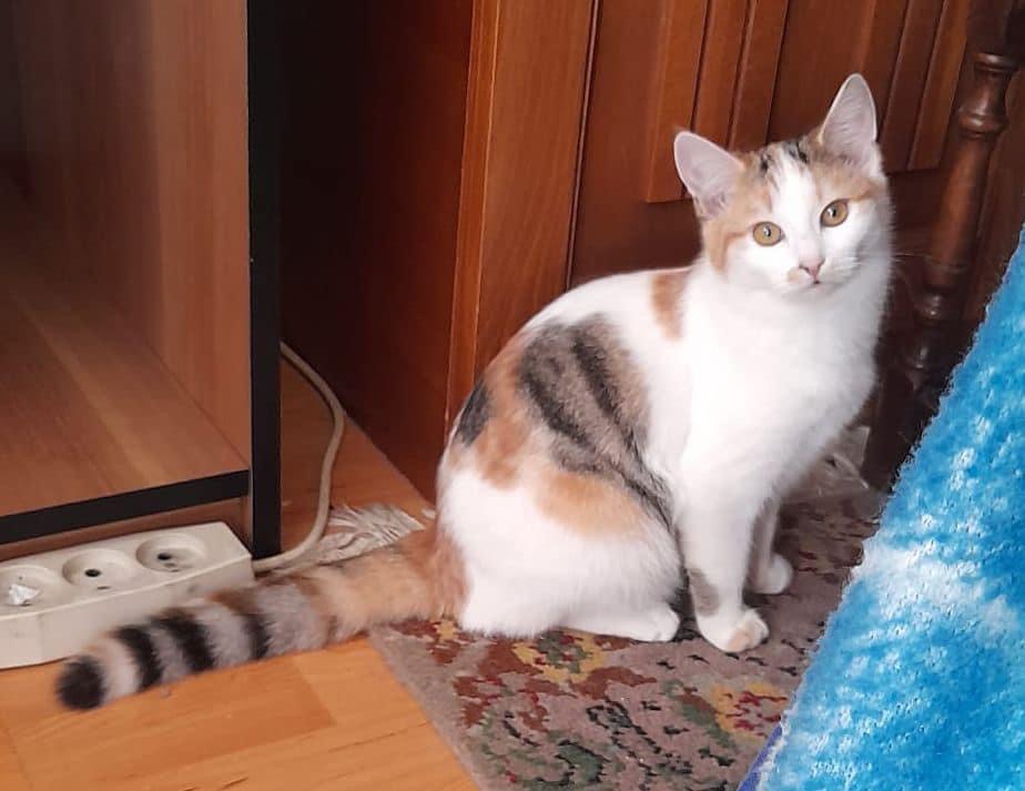 Tara pentru adoptie