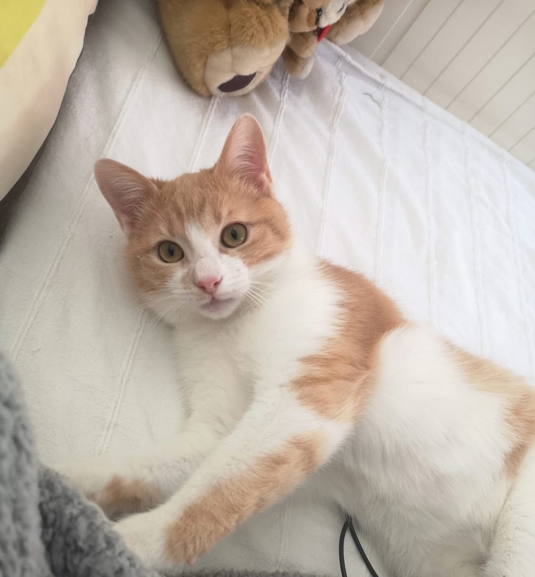 Olly