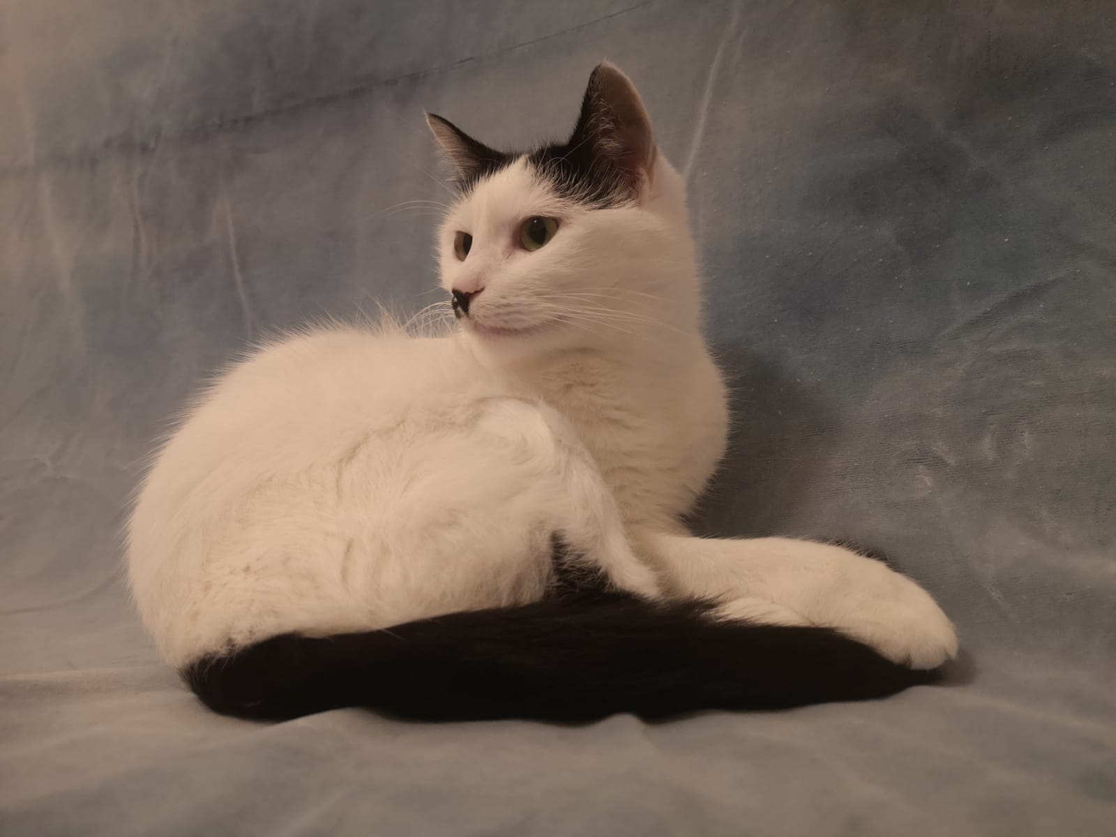 AristoKat