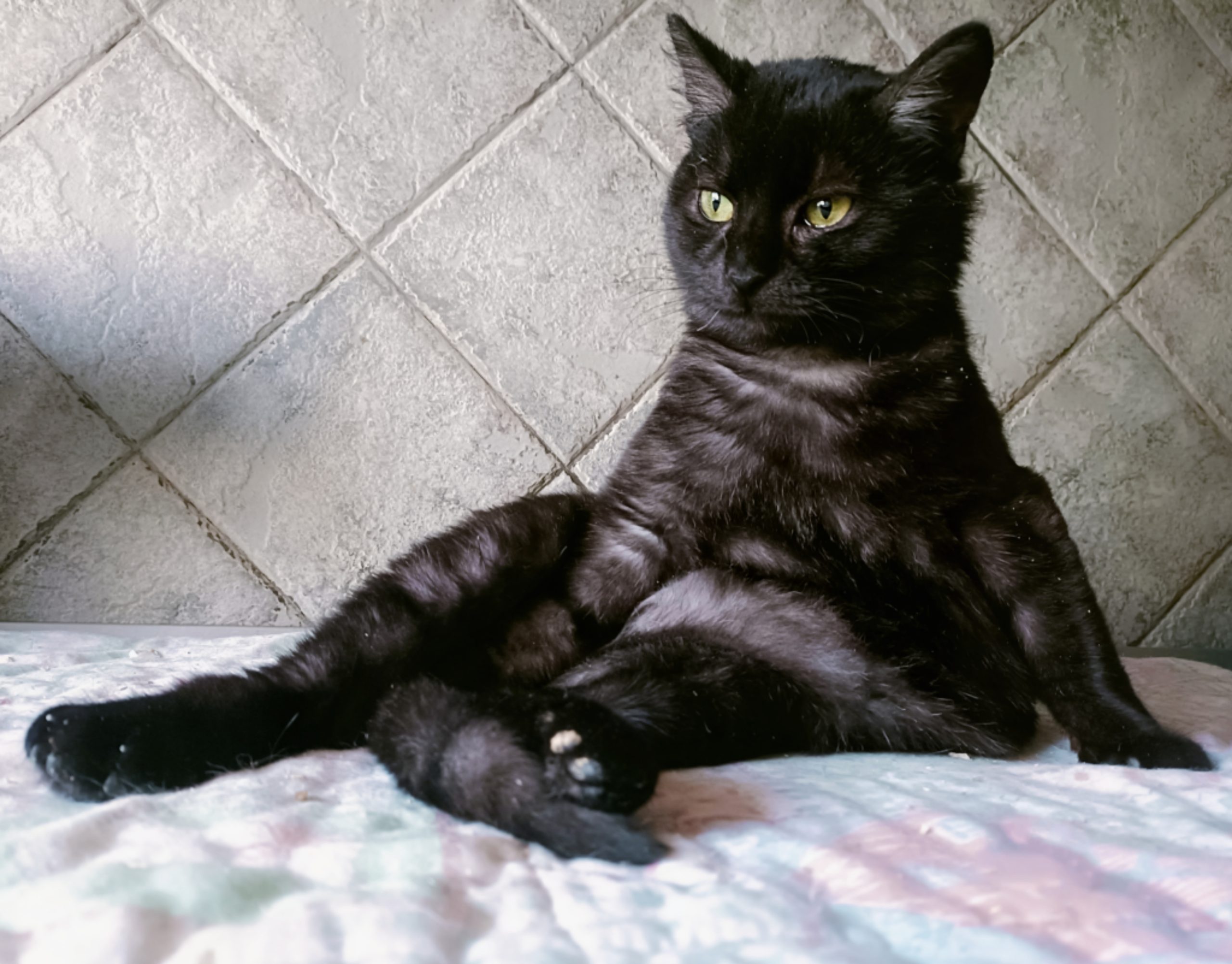 Baloo