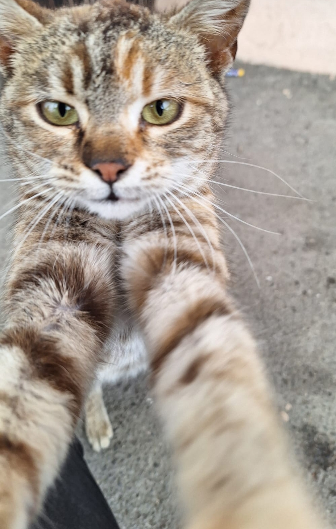 Pisica,6 luni,spre adopție. Sterilizare asigurata