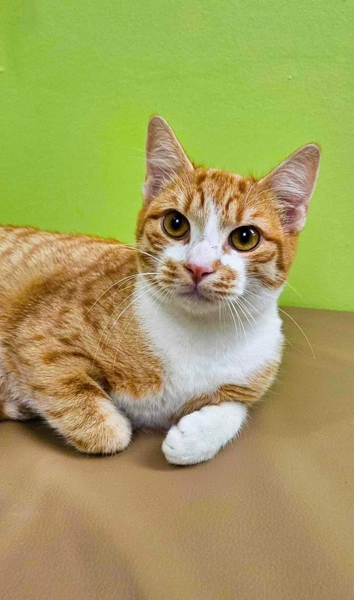 Simba, splendoare de baiat, sfios si dulce