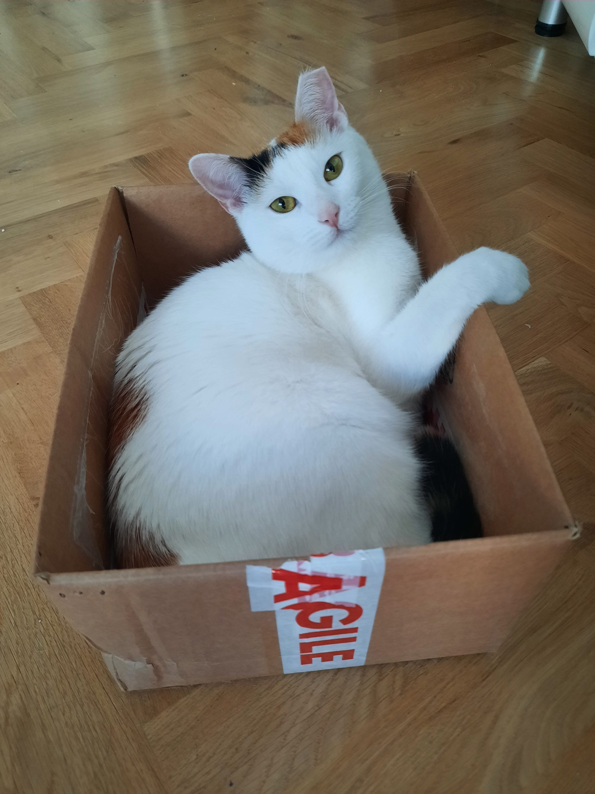 Bonborini cauta stapani iubitori