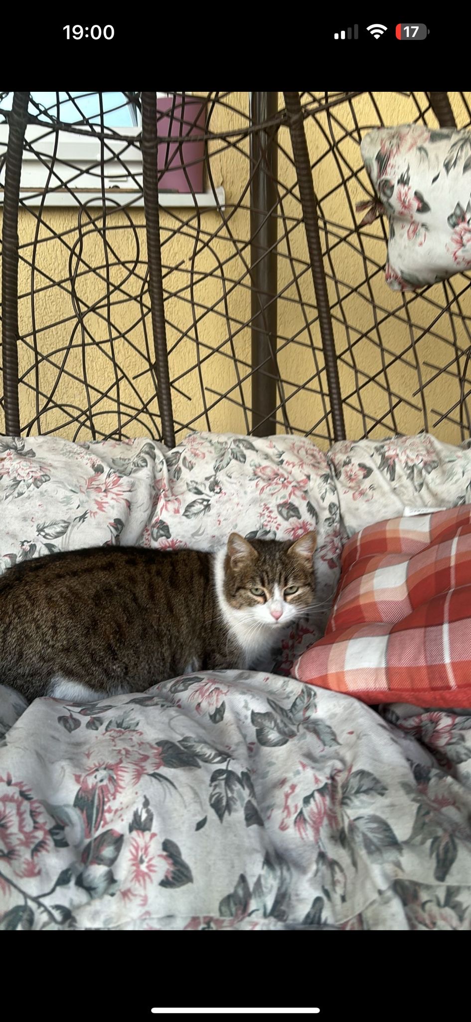 Mami Miau cauta familie