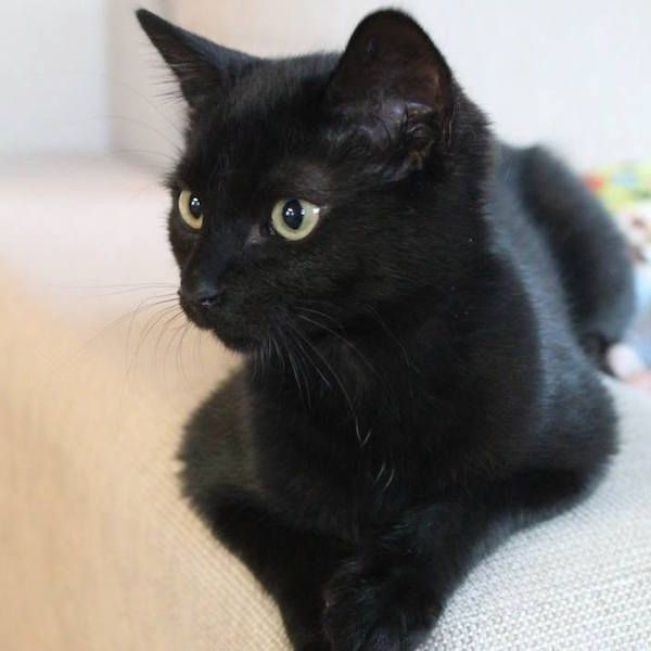 Pisica neagra