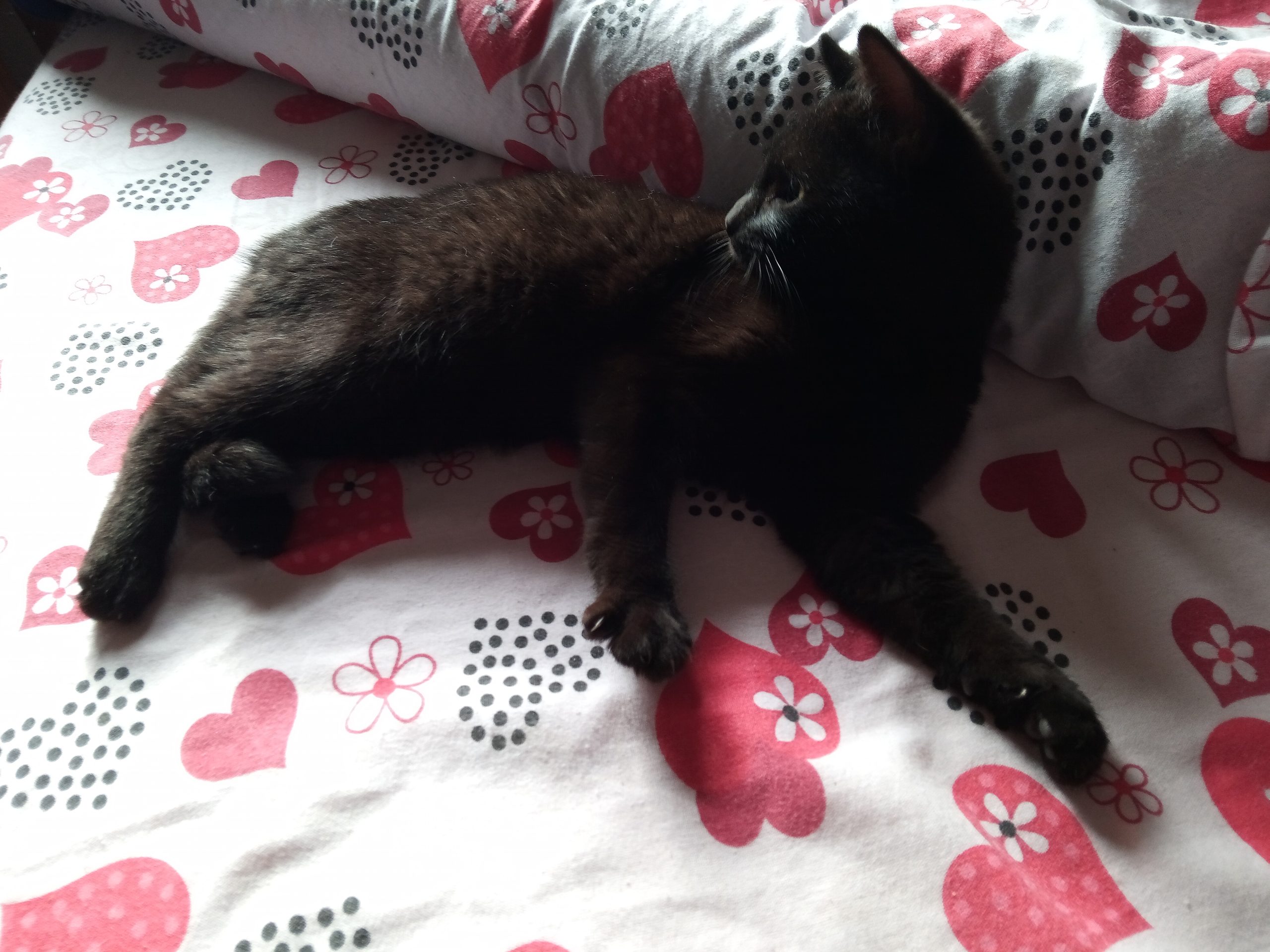 🎀 pisicuta neagra de adoptat 💞