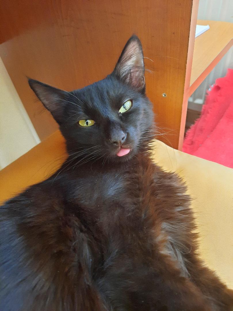 OFER SPRE  ADOPTIE  MOTANEL NEGRU