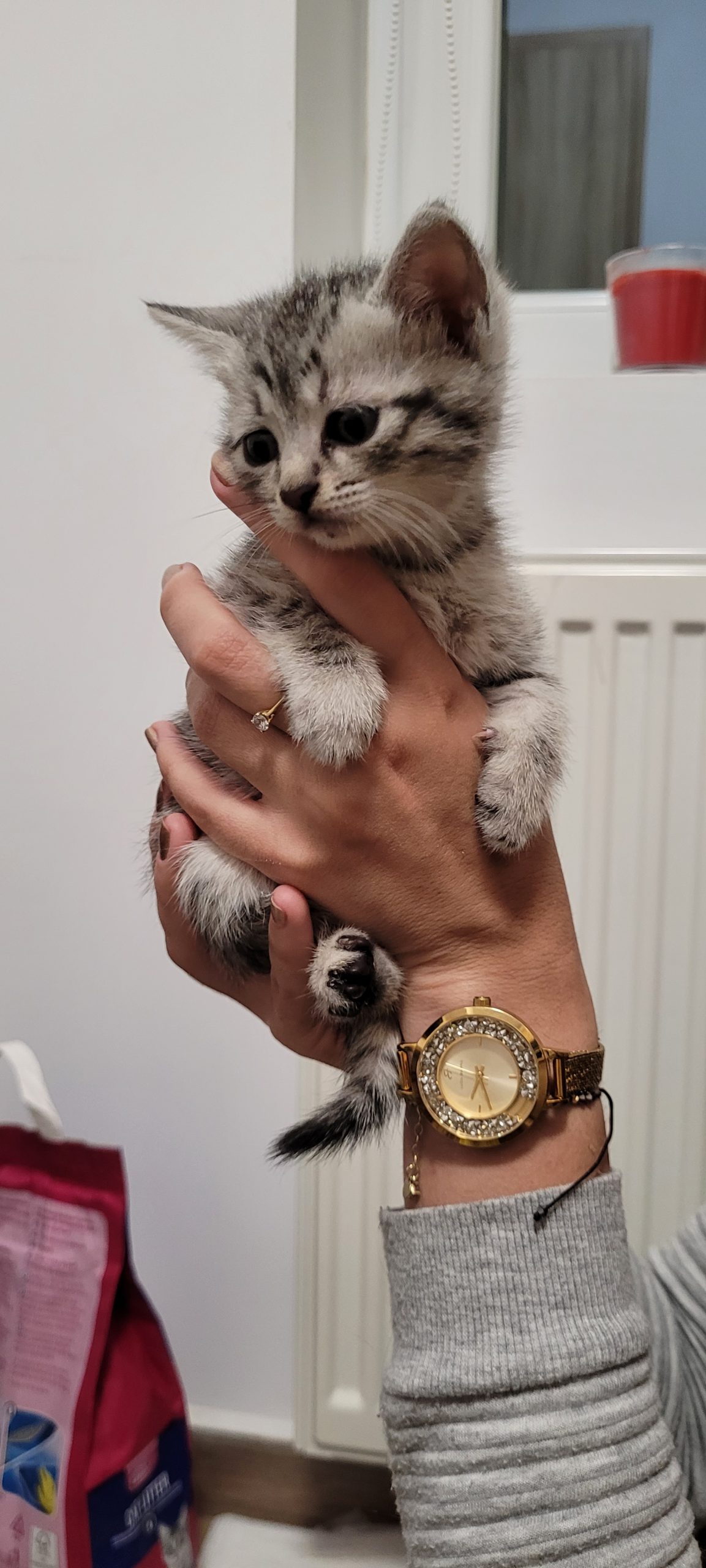 Gălusca pt adoptie