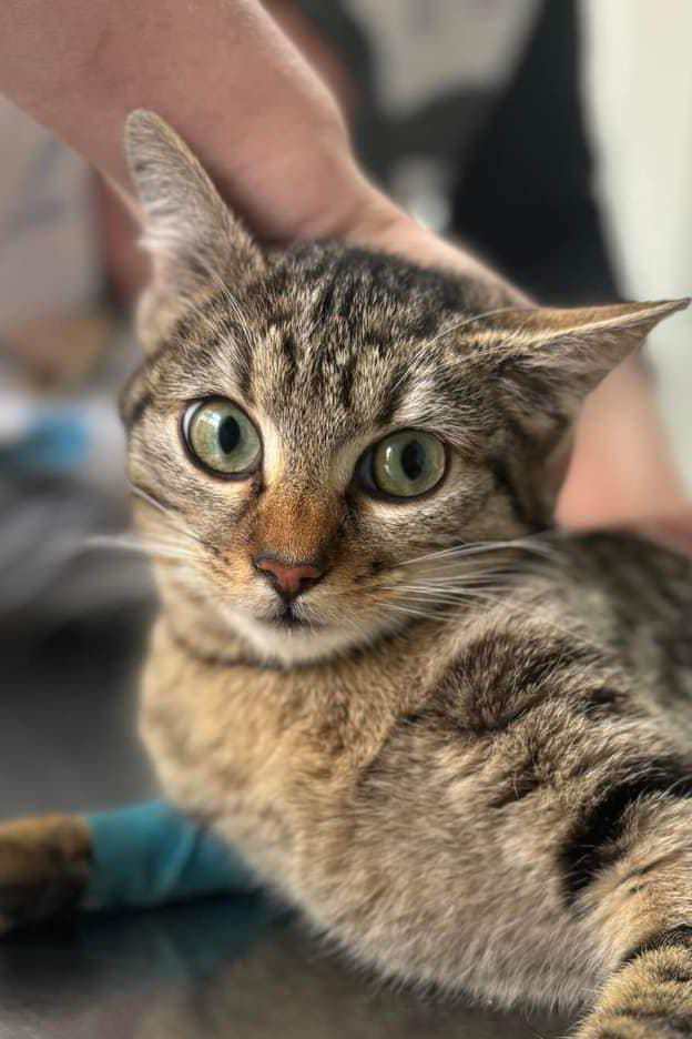 Lola
