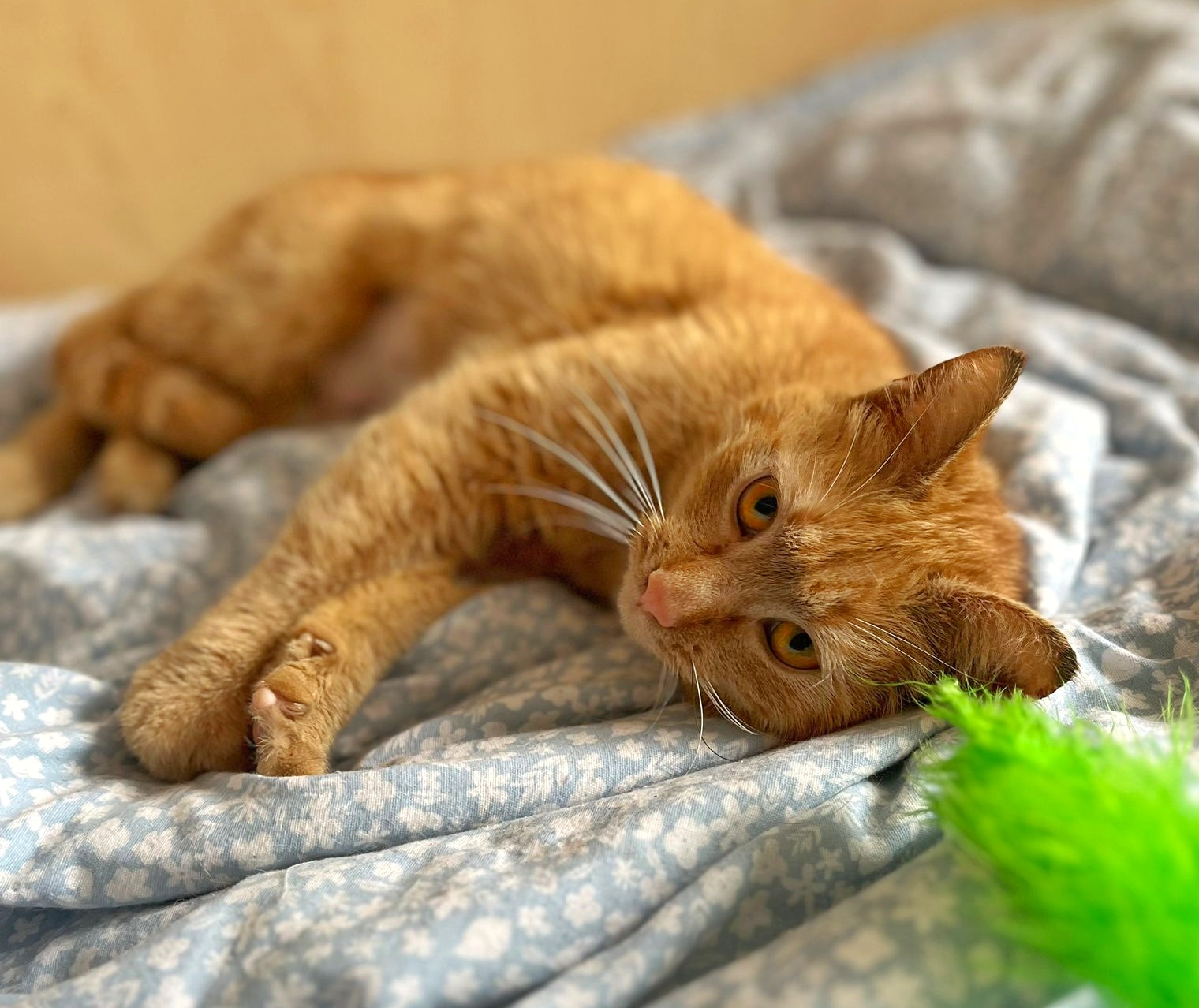 Pisica Aida o să te iubească după primele 5 minute. Adopt-o!