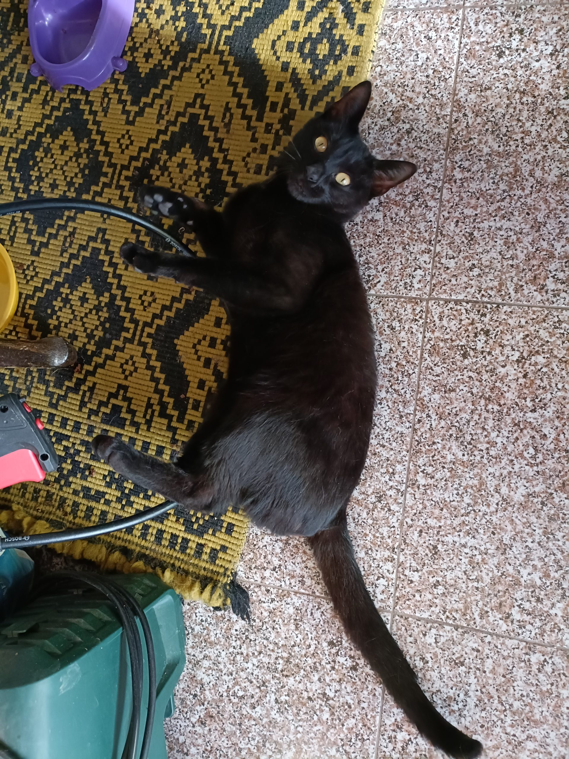Adoptie motanel tanar