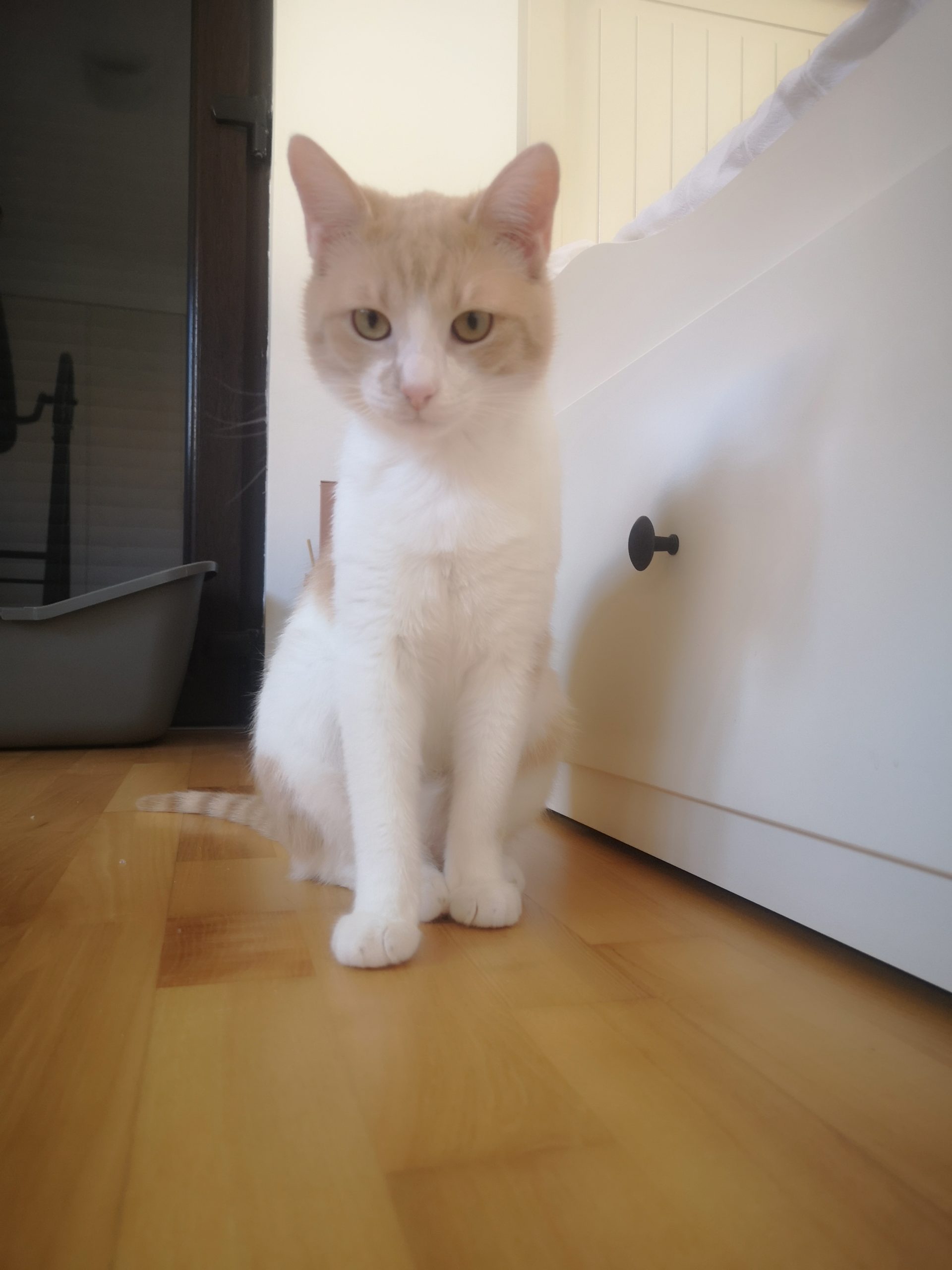 Olly