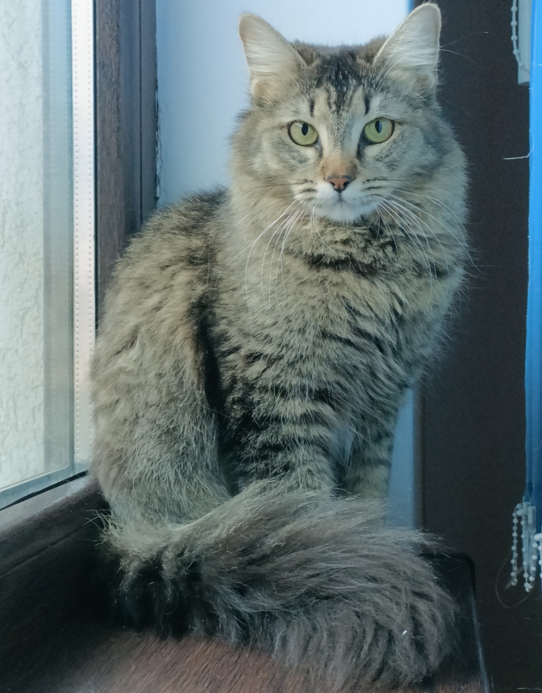 Pisica tanara pentru adoptie