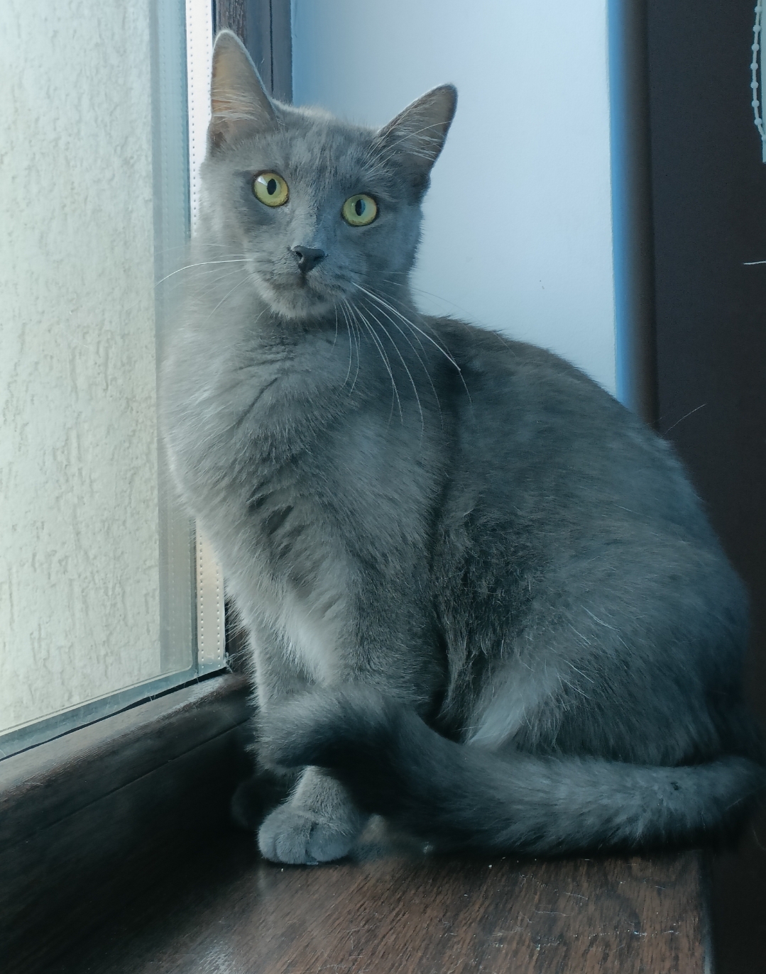Pisica tanara pentru adoptie