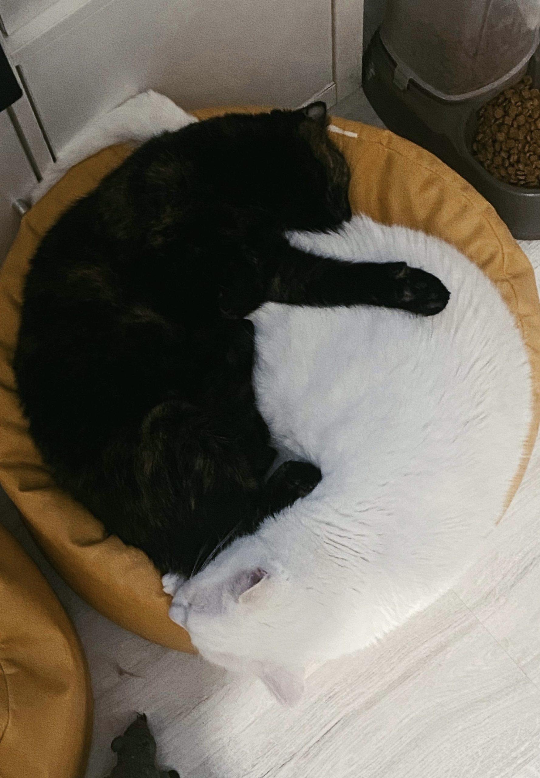 Yin Yang