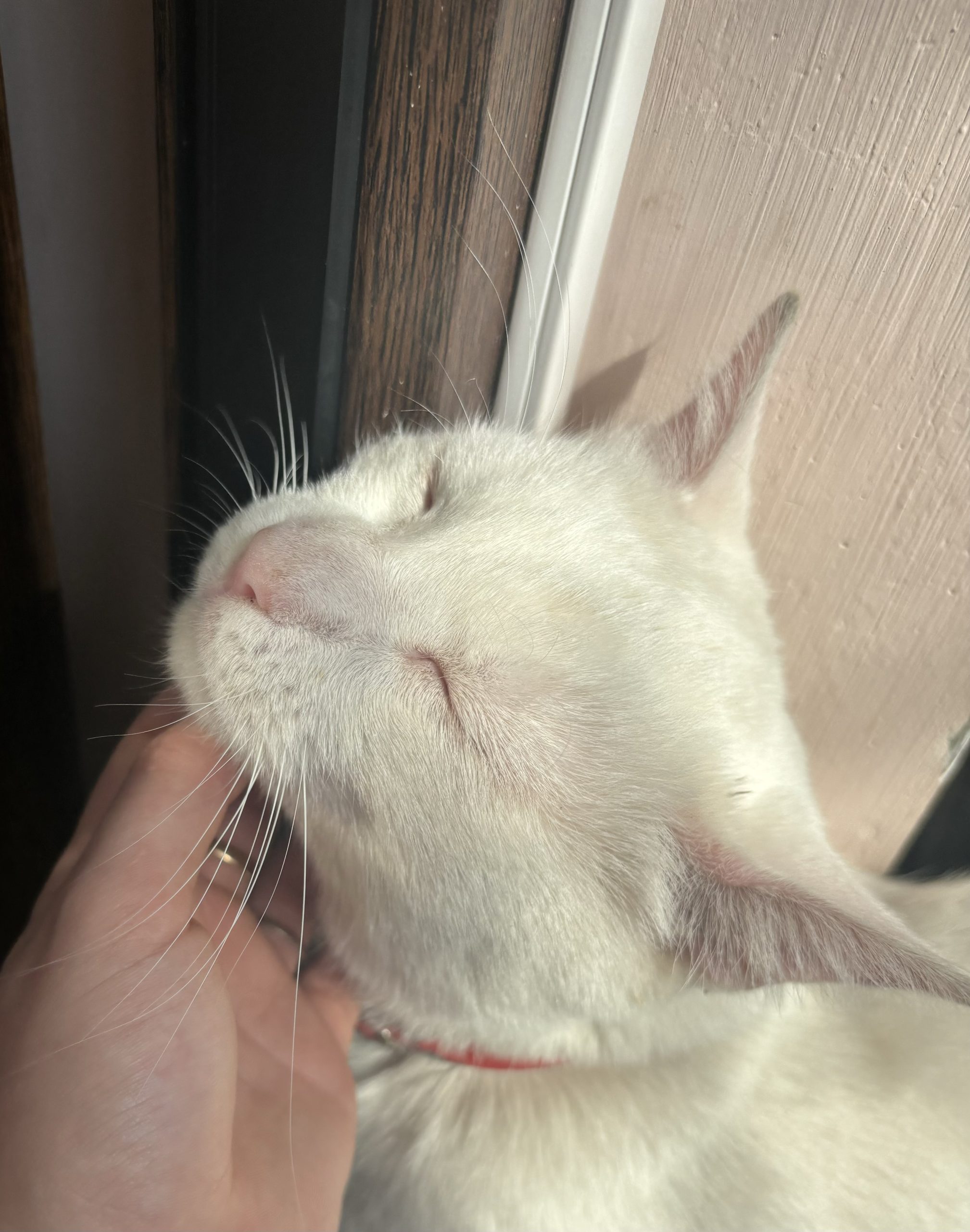 Luna, o pisică blândă și cuminte care își caută familie