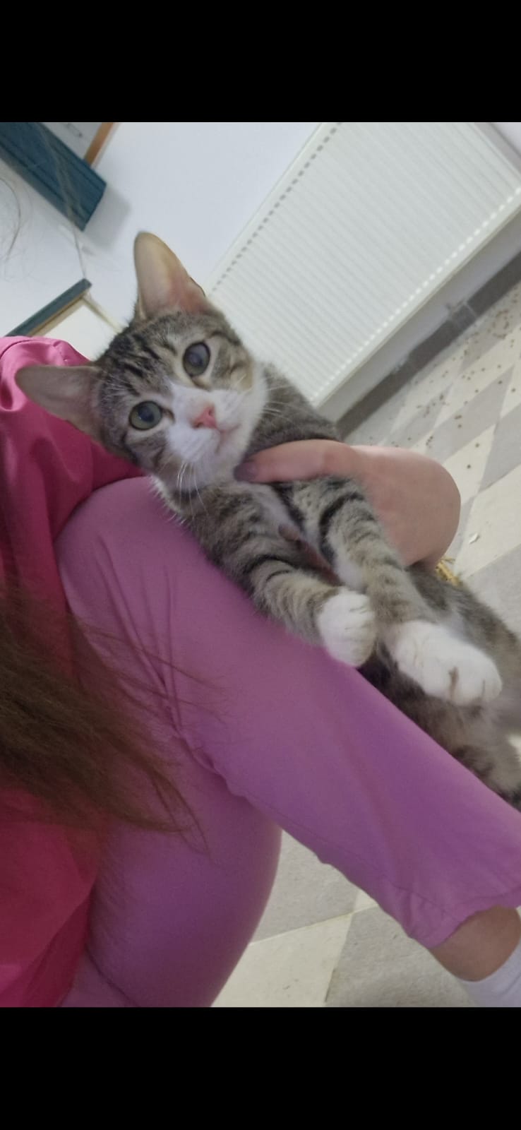 SE OFERĂ SPRE ADOPRIE MIȘU