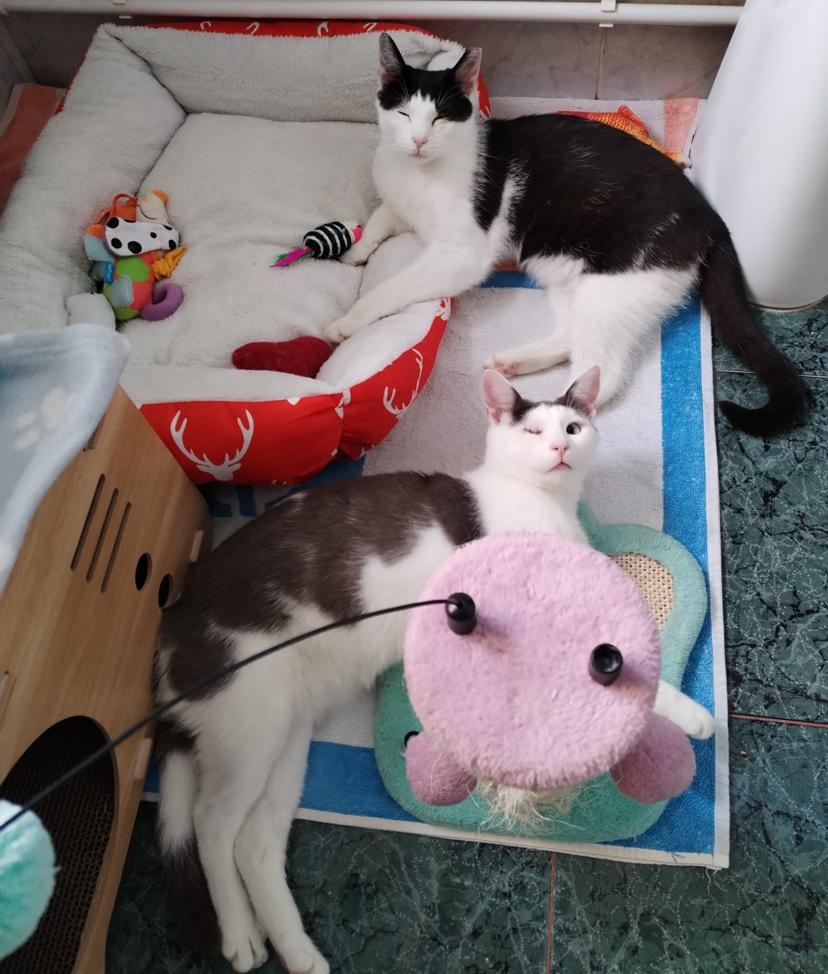 Aky si Alfy in cautare de parinti