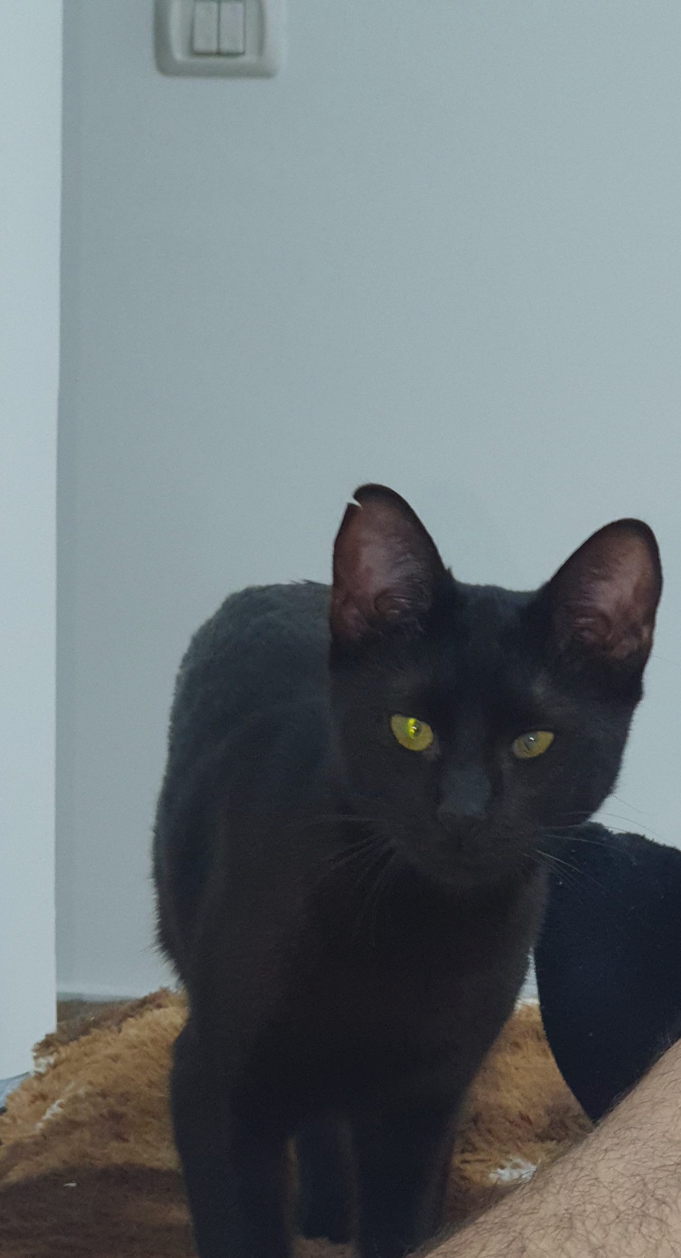 Dau Spre adoptie pisicuta