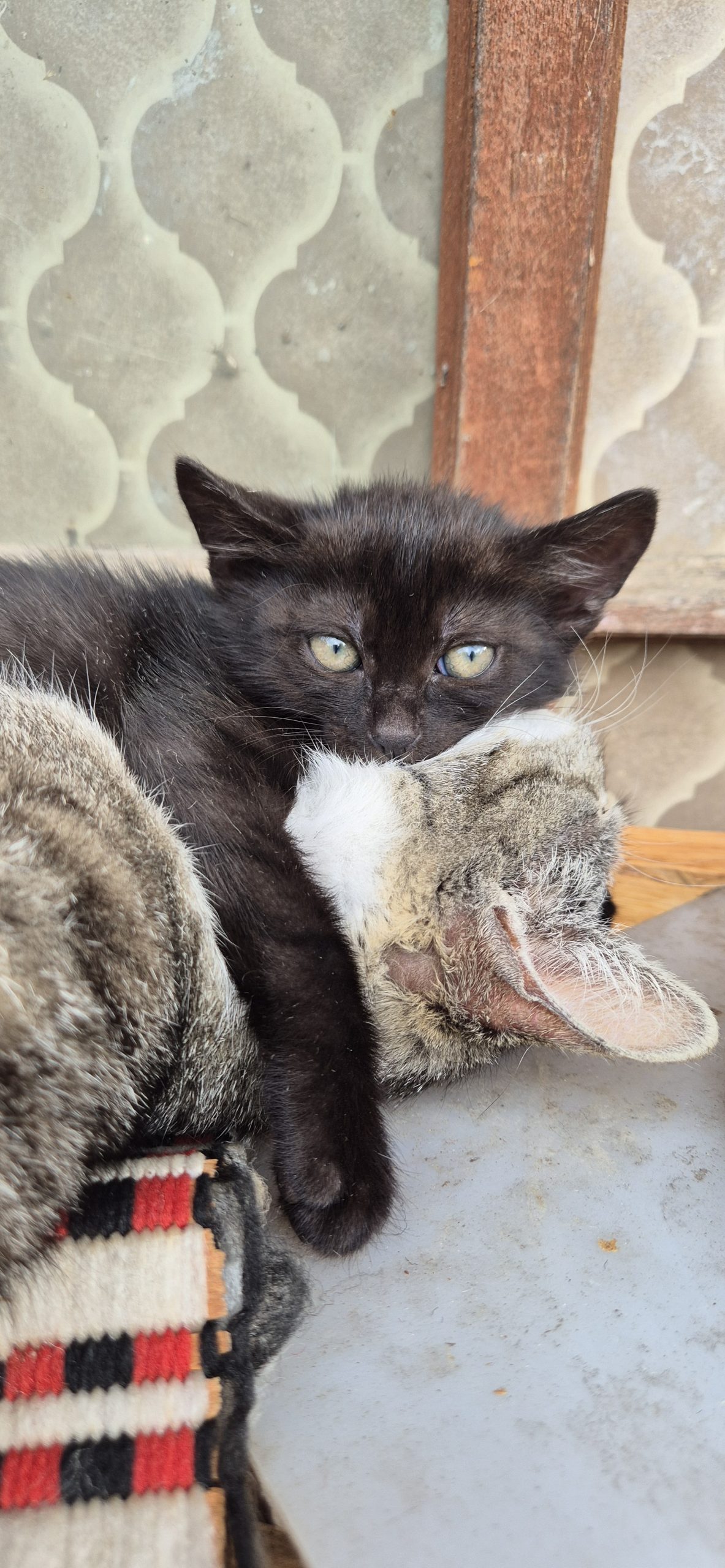 Pui de pisica spre adoptie 3 luni