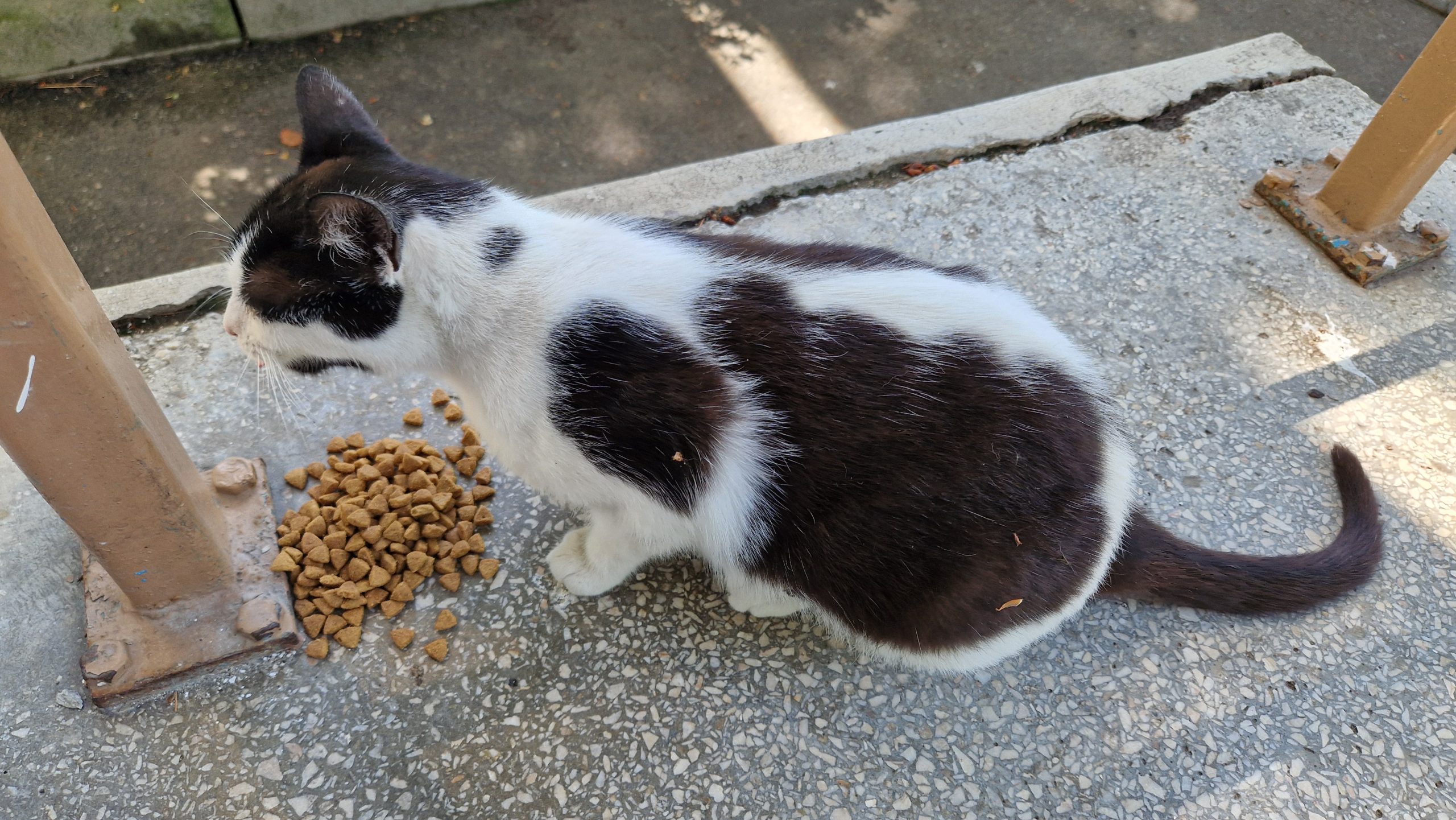 Urgent! Pisica homeless!