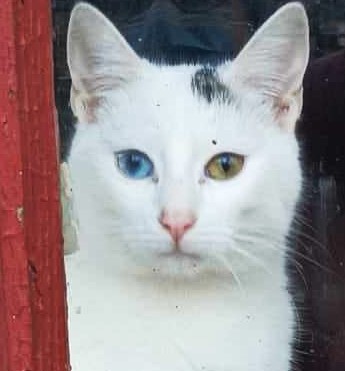 Elsa