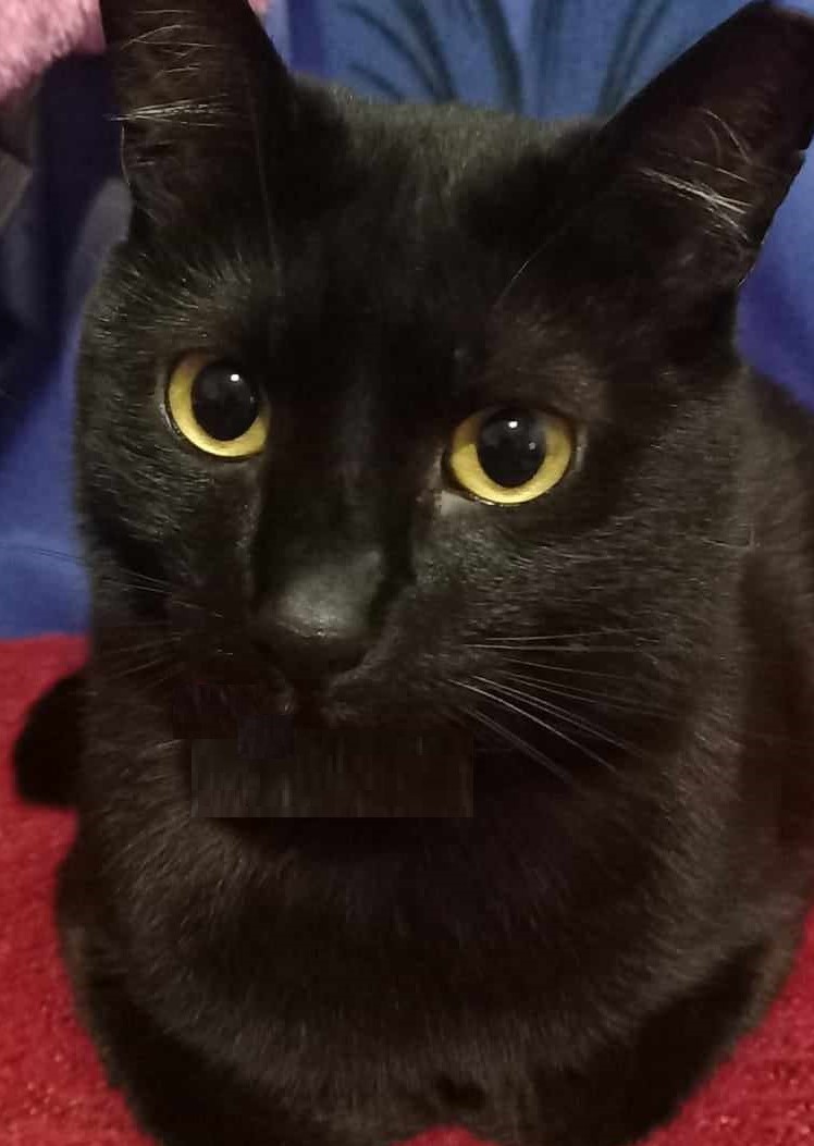 Willow