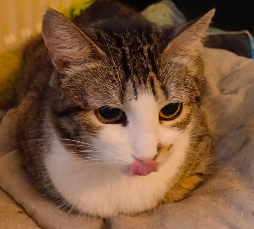 Cookie-fursecuta pisicuta