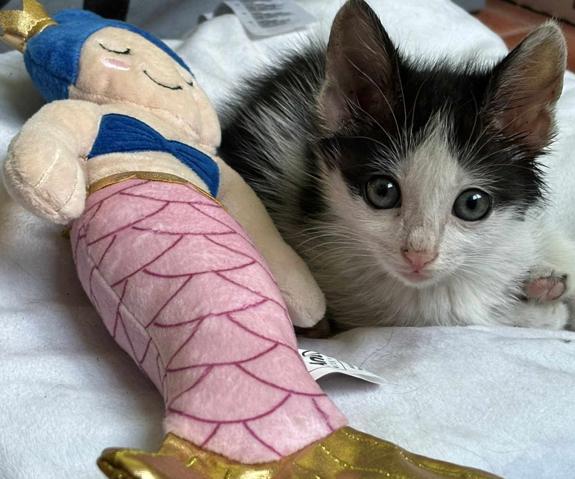 Nemo