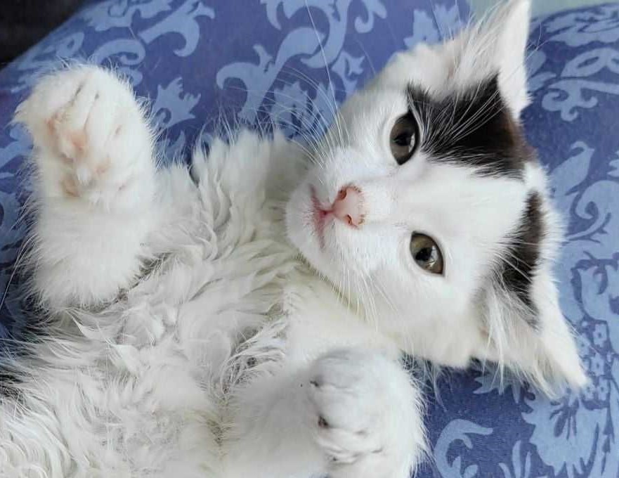 Yuki