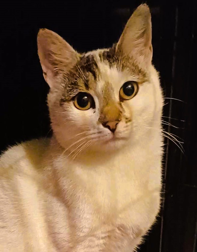 Bella