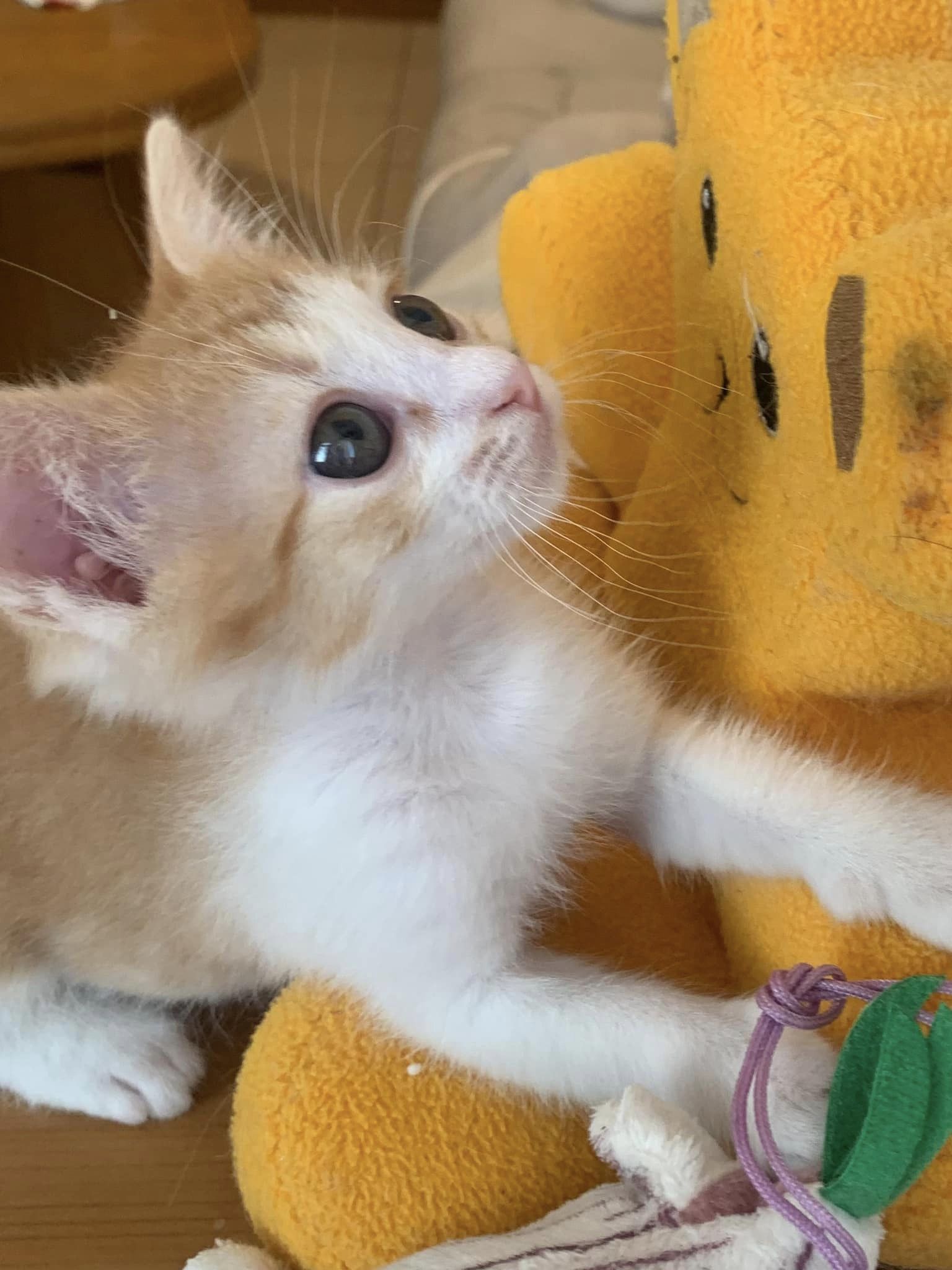 Pisoias salvat cand avea cateva zile si pe care mama lui l-a abandonat neputand sa il ingrijeasca!
