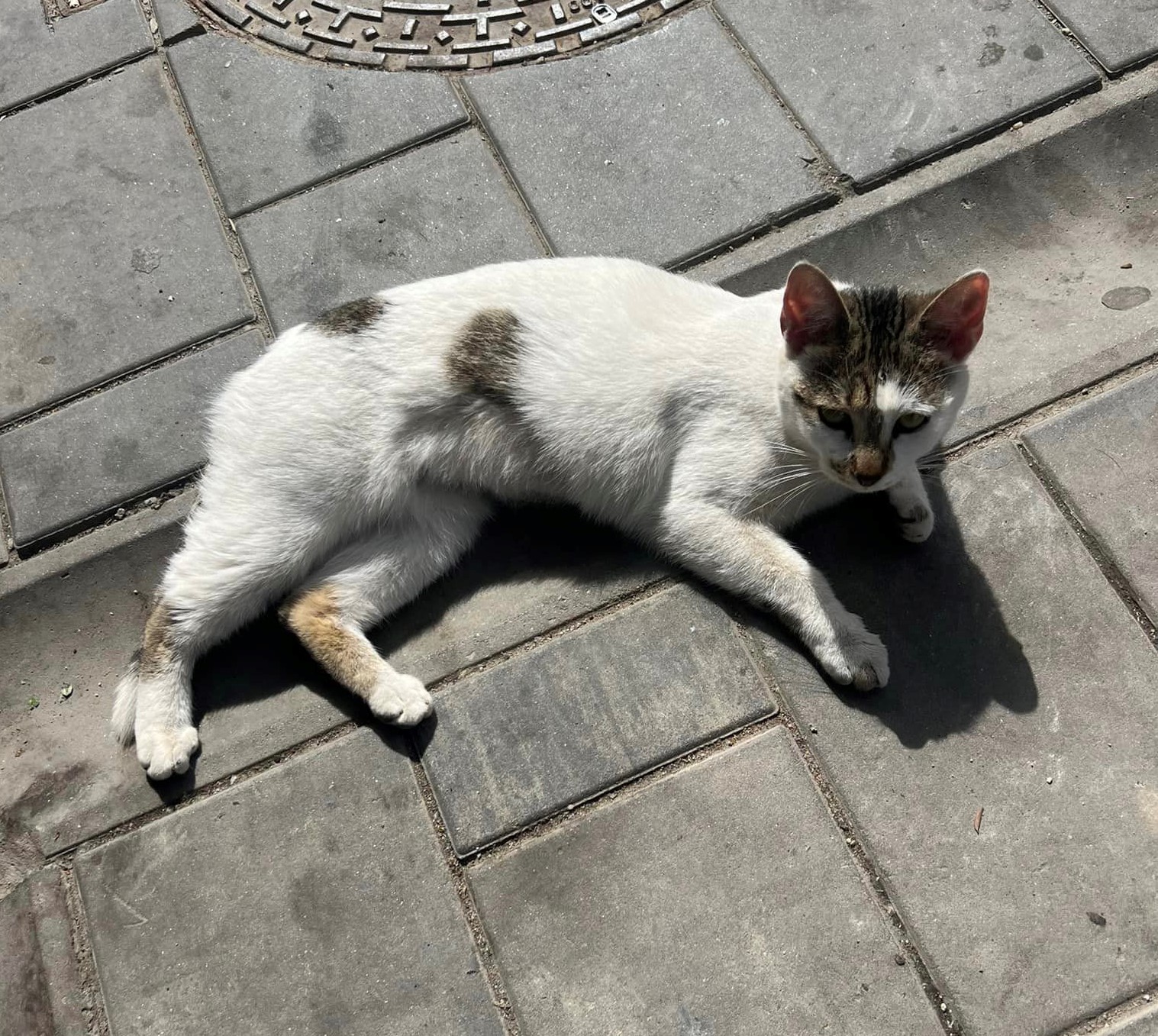Blanduta, minune de pisicuta, sa-ti veseleasca viata