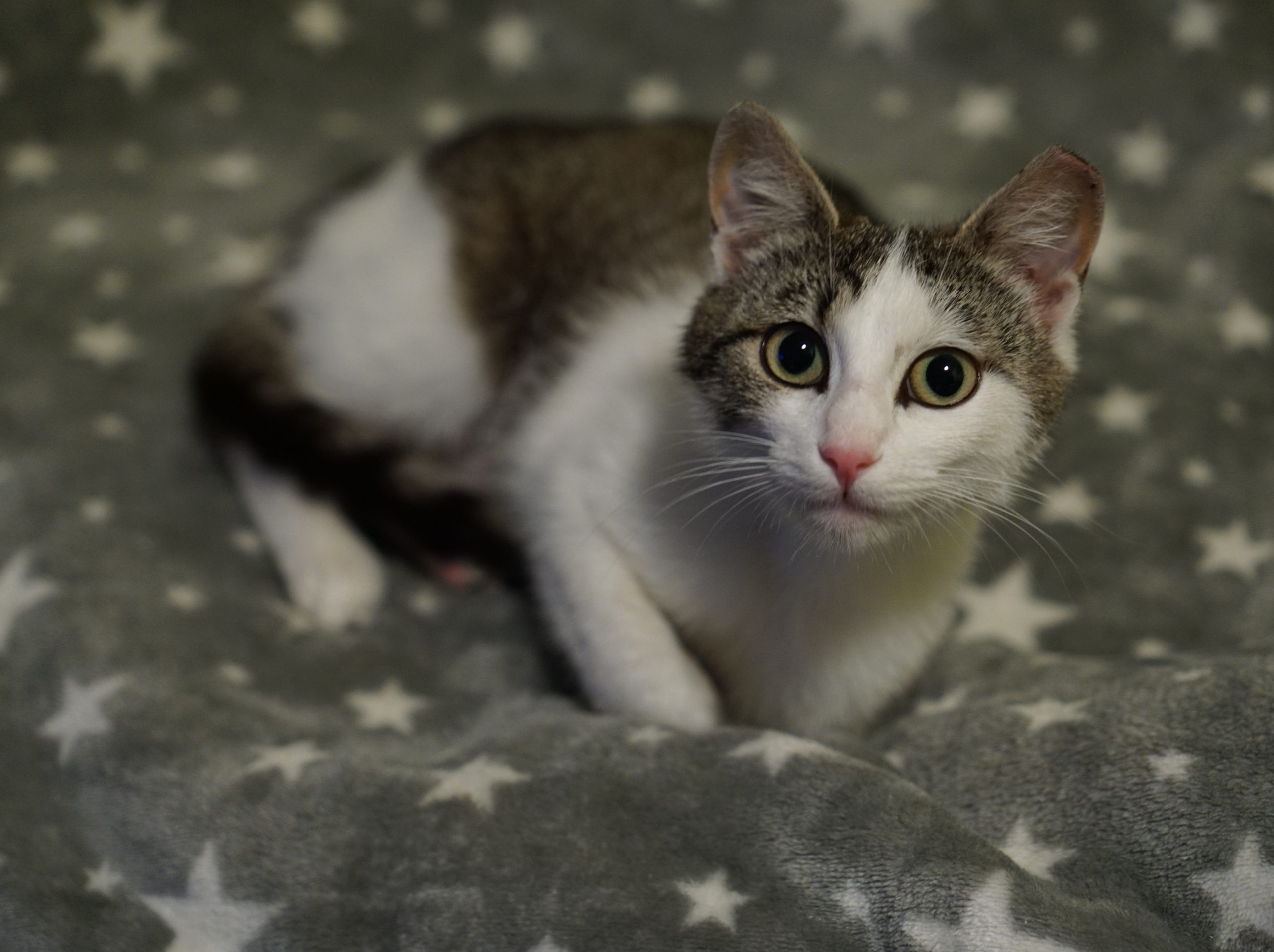Bambi, delicată ca o căprioară, pentru adopție în București