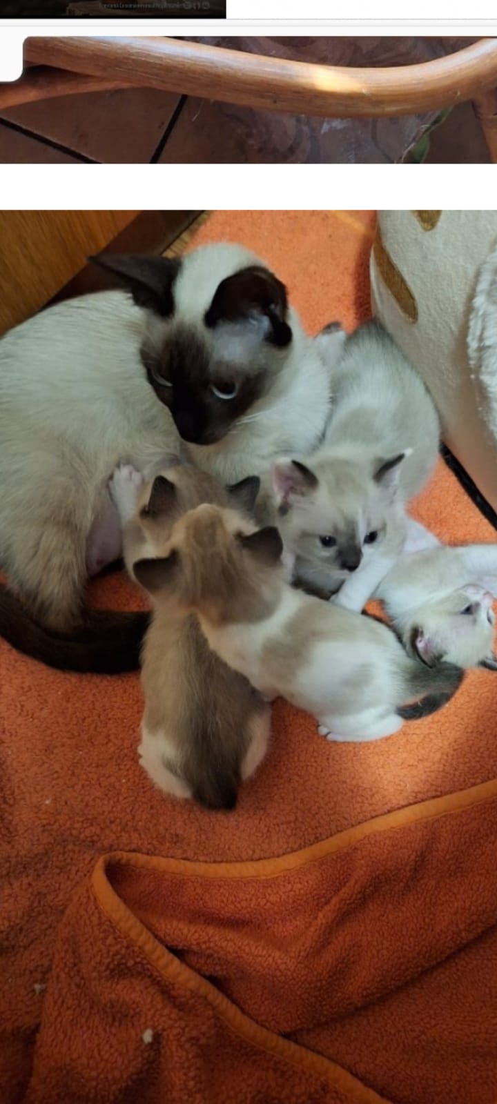 Pui pisici